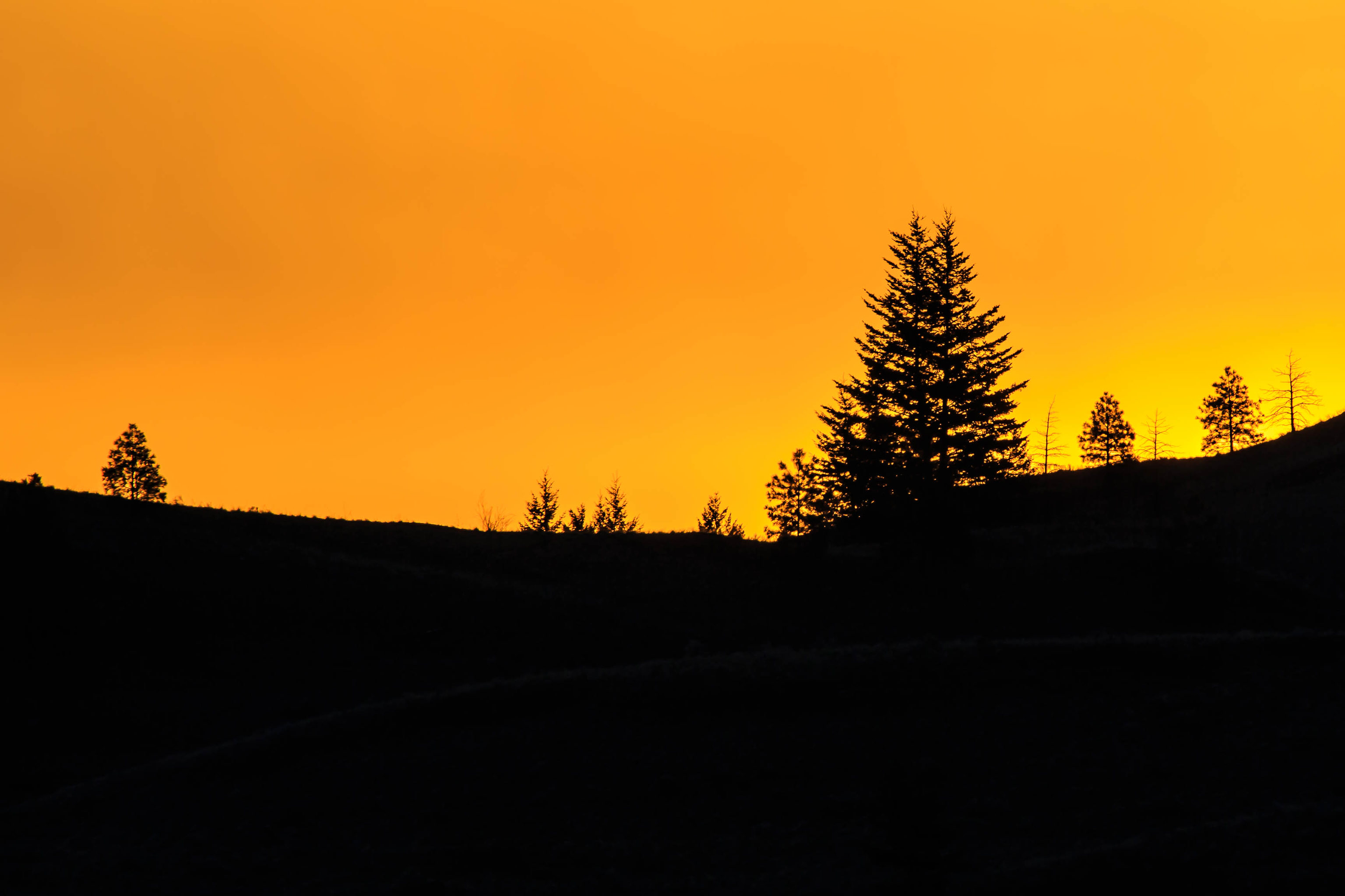 Download mobile wallpaper Spruce, Fir, Sunset, Silhouette, Dark for free.