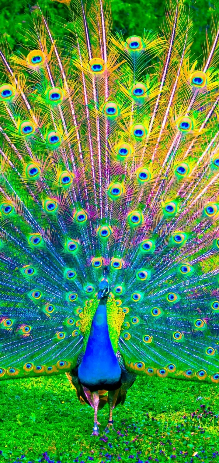 Download mobile wallpaper Birds, Bird, Colors, Animal, Colorful, Peacock for free.