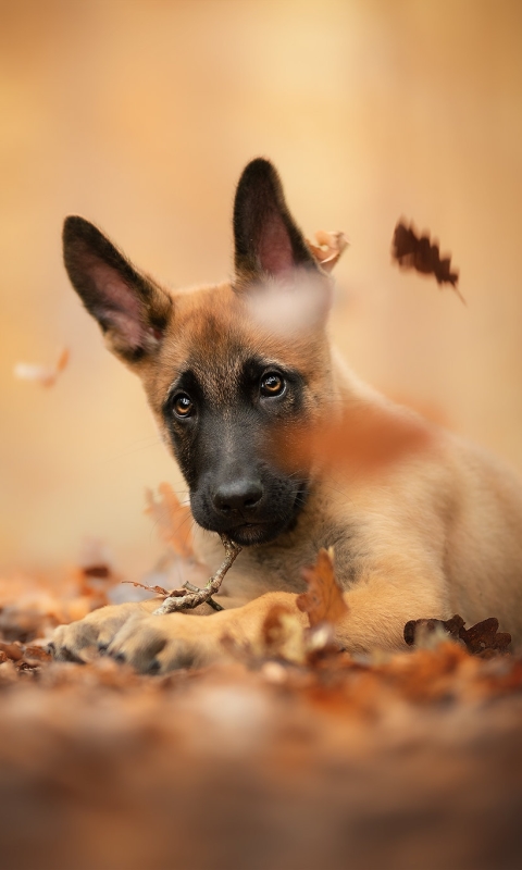Download mobile wallpaper Dogs, Dog, Fall, Animal, Puppy, Baby Animal, Belgian Malinois for free.