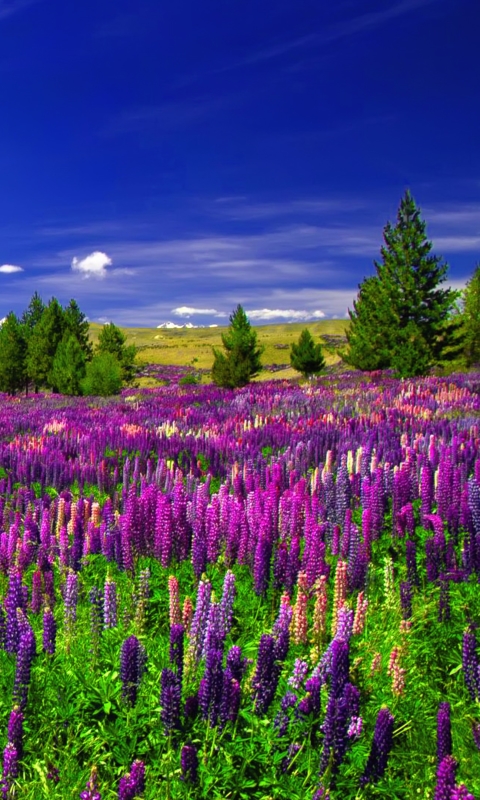 Download mobile wallpaper Landscape, Flower, Earth, Field, Path, Lupine, Purple Flower for free.