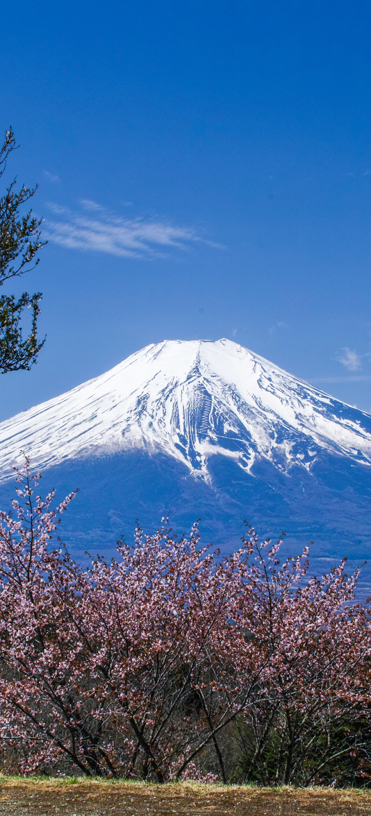 Handy-Wallpaper Sakura, Japan, Frühling, Vulkan, Kirschblüte, Fujisan, Vulkane, Erde/natur, Kirschbaum kostenlos herunterladen.