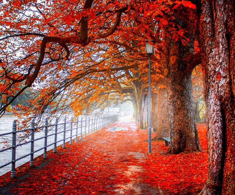 PCデスクトップに木, 秋, 葉, 公園, フェンス, 写真撮影, オレンジ色）画像を無料でダウンロード
