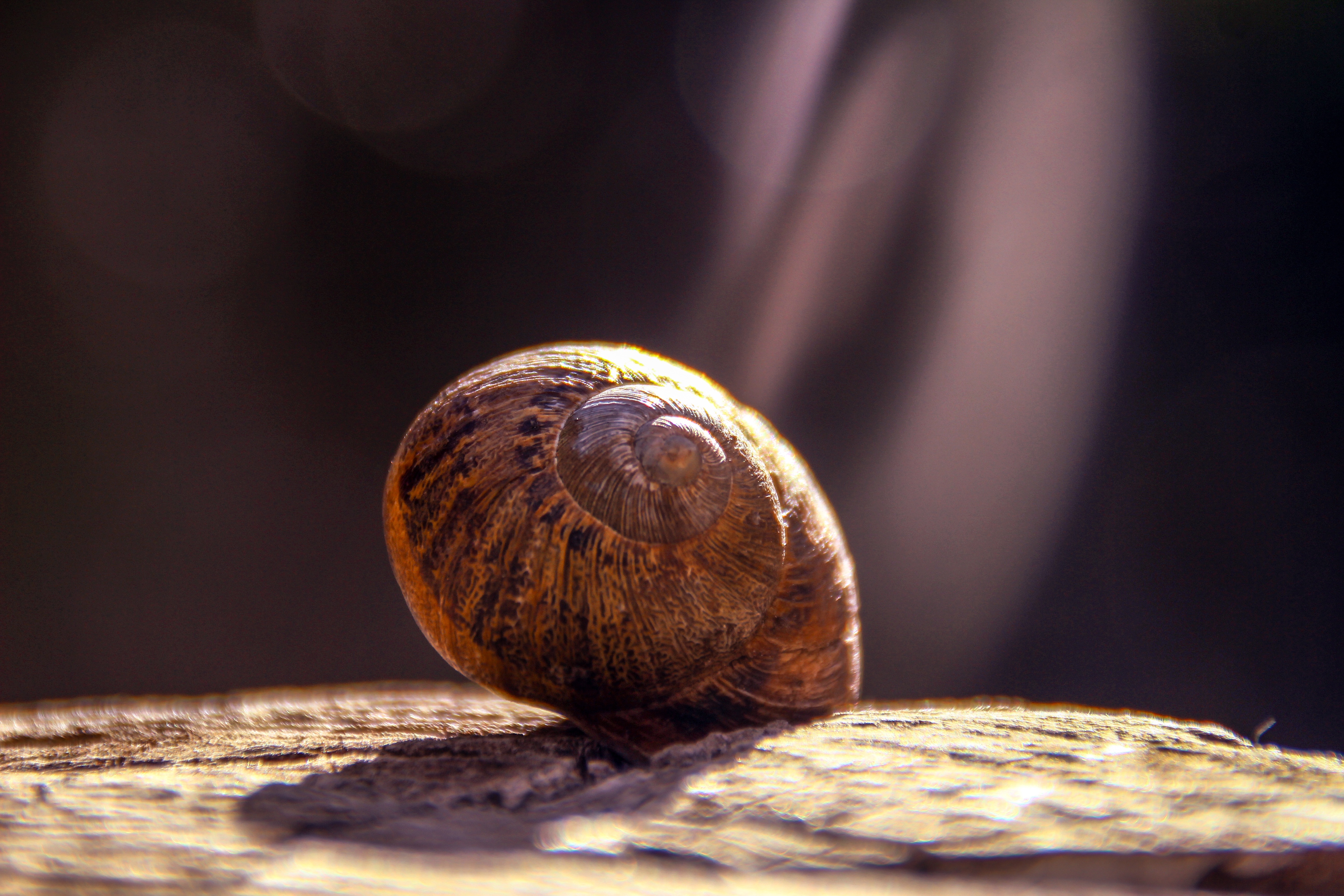 Download mobile wallpaper Close Up, Animal, Snail, Sunny for free.