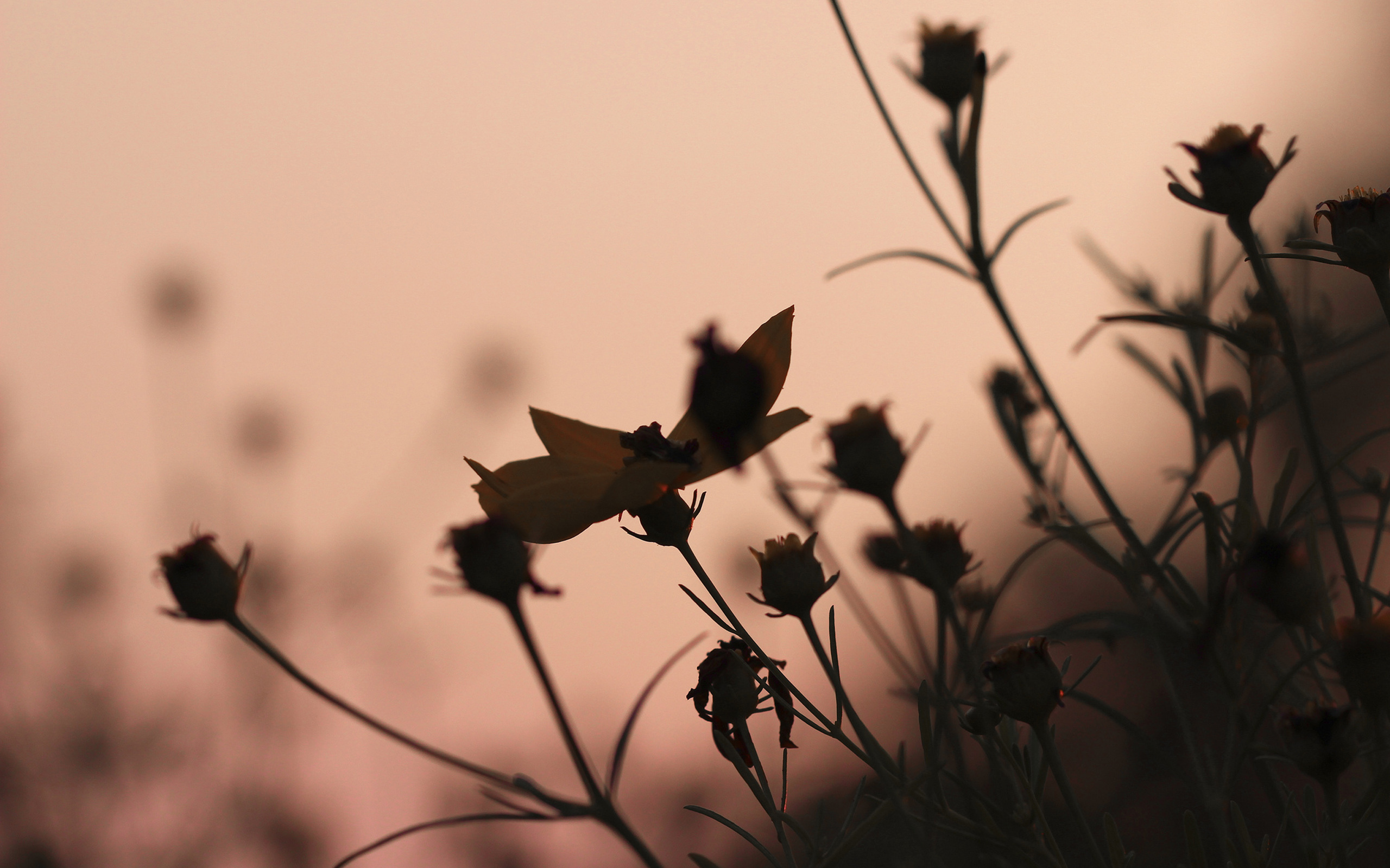 Free download wallpaper Nature, Flowers, Sunset, Flower, Macro, Earth on your PC desktop