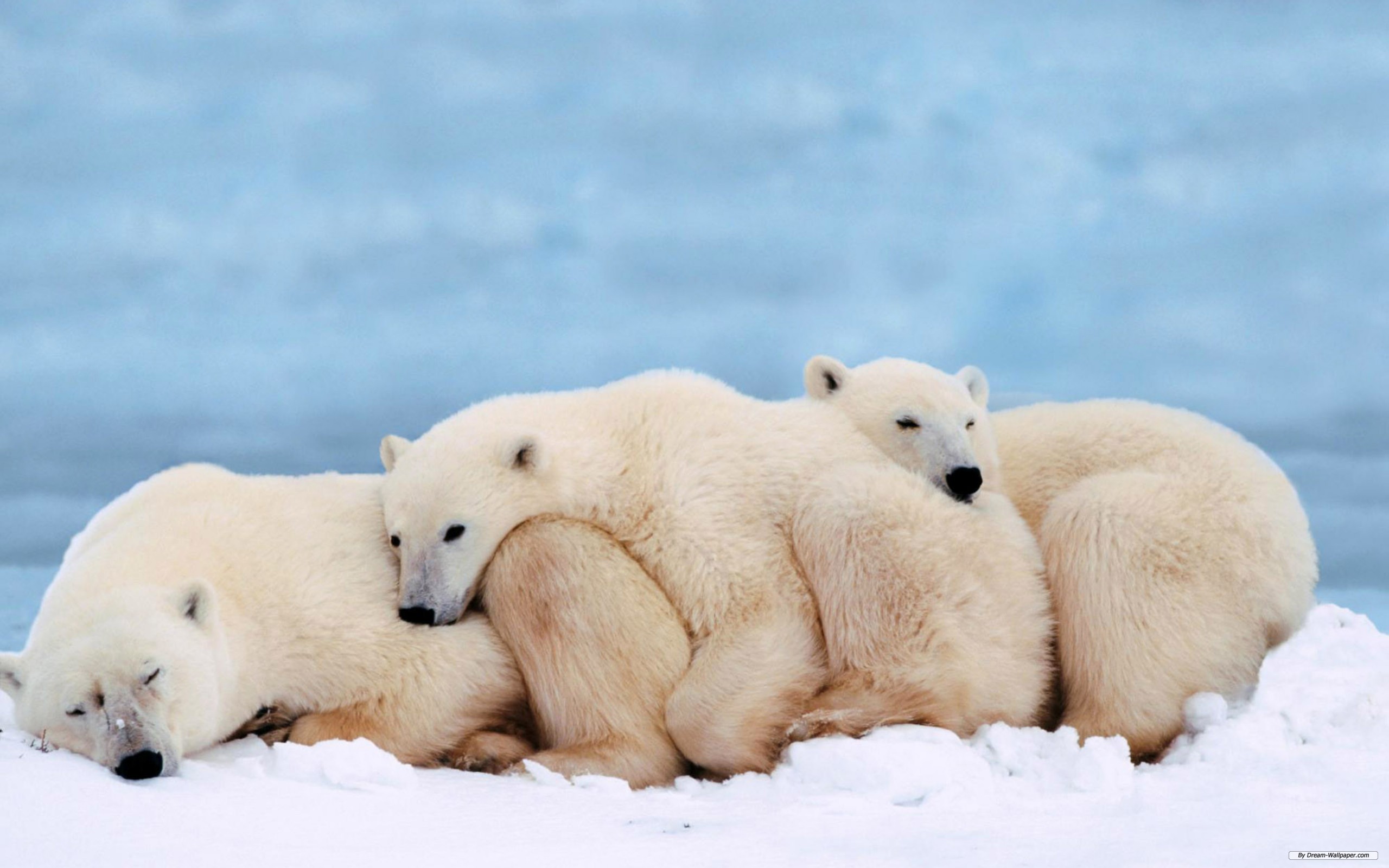 175316 descargar imagen animales, oso polar, osos: fondos de pantalla y protectores de pantalla gratis