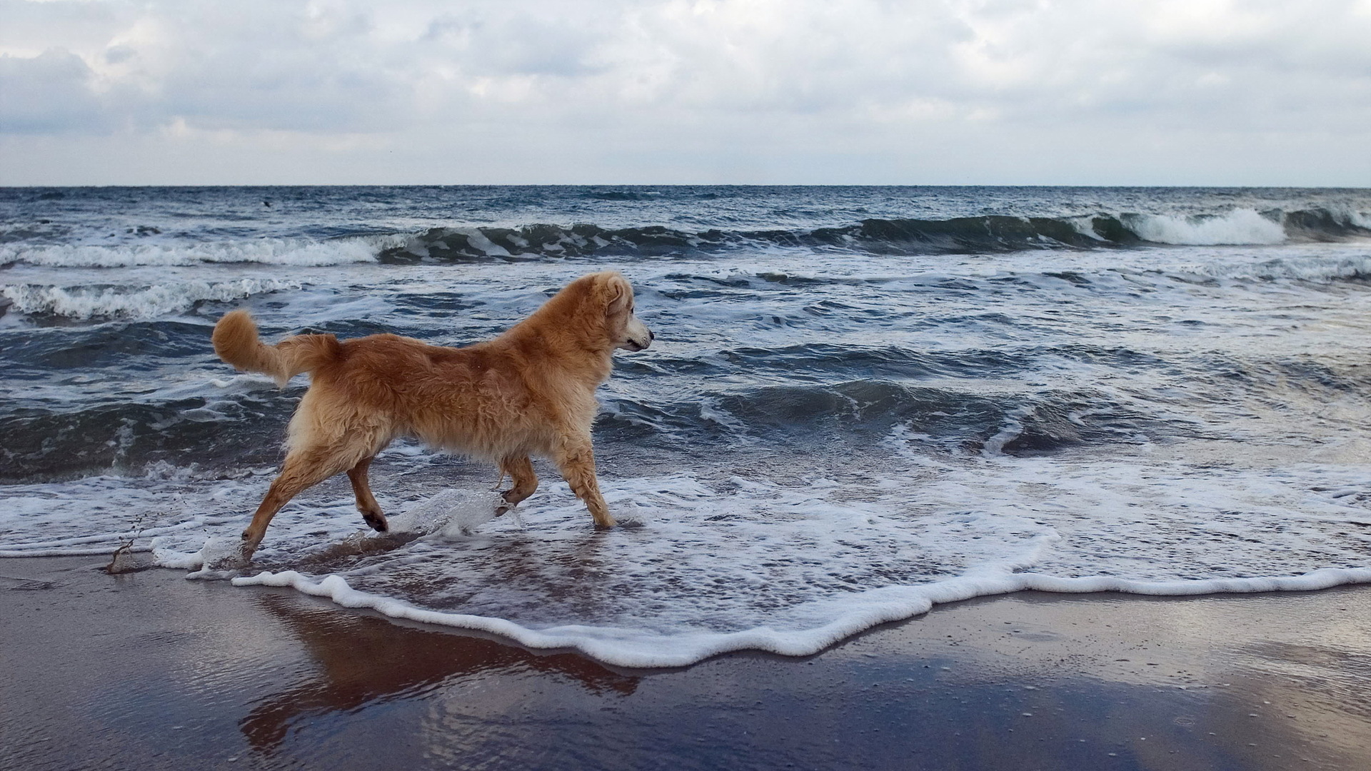 Descarga gratuita de fondo de pantalla para móvil de Animales, Perro Perdiguero De Oro.