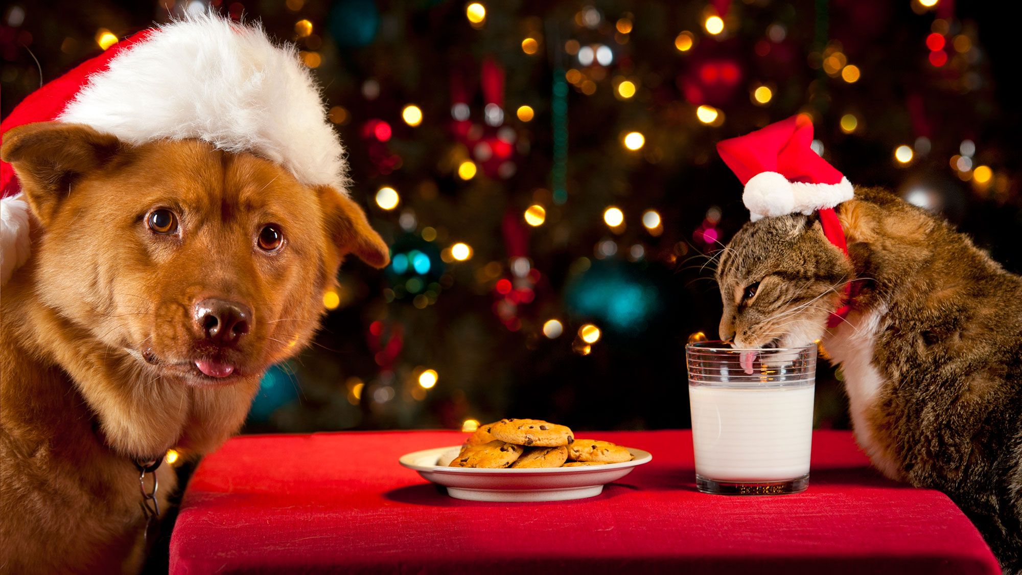 Handy-Wallpaper Tiere, Weihnachten, Katze, Hund, Weihnachtsbeleuchtung, Katz & Hund kostenlos herunterladen.