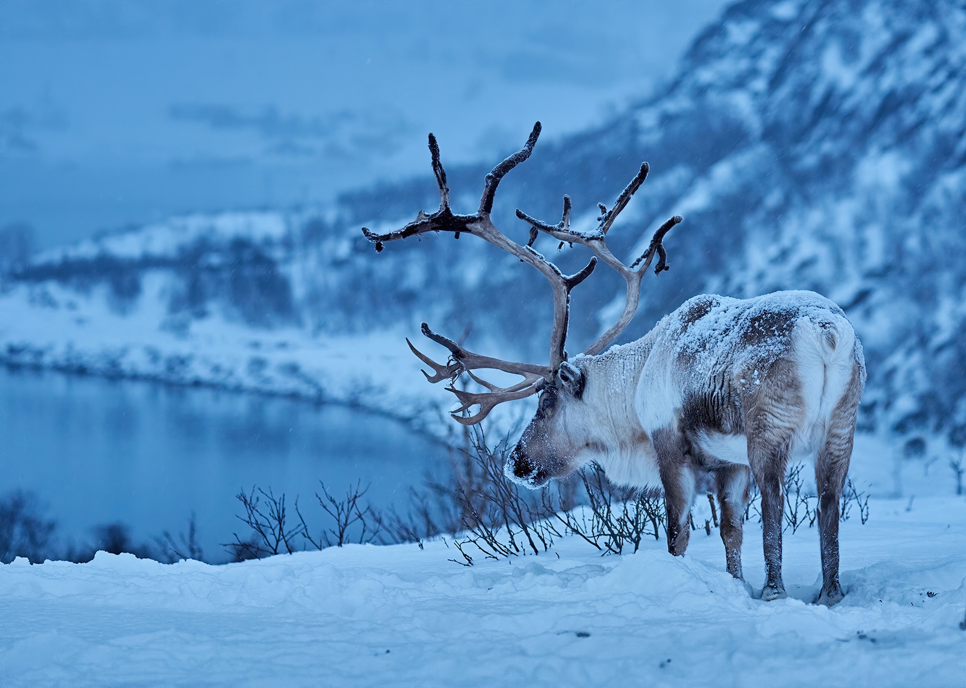 Free download wallpaper Winter, Snow, Animal, Reindeer, Depth Of Field on your PC desktop