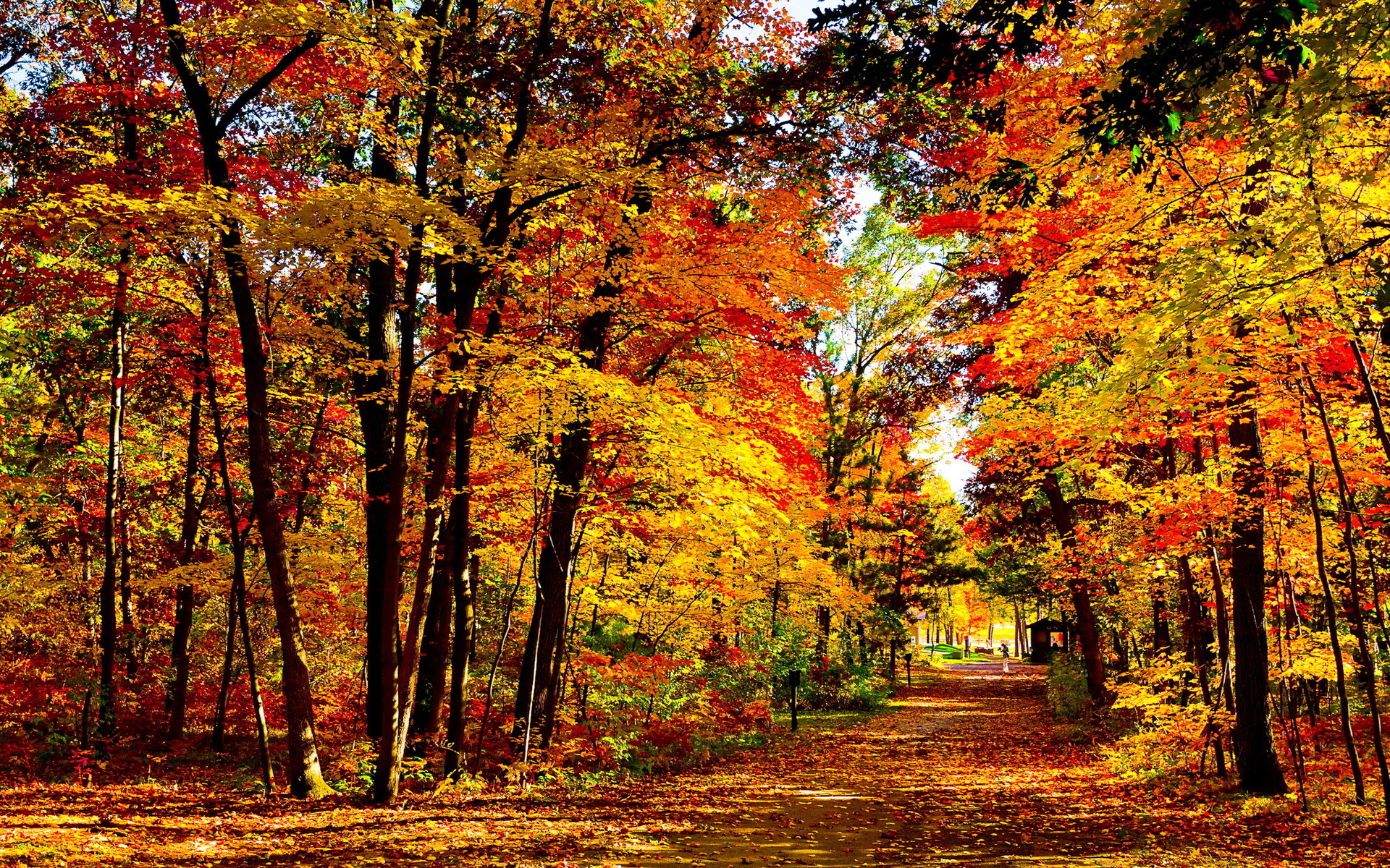 無料モバイル壁紙自然, 秋, 葉, 写真撮影, シーズンをダウンロードします。