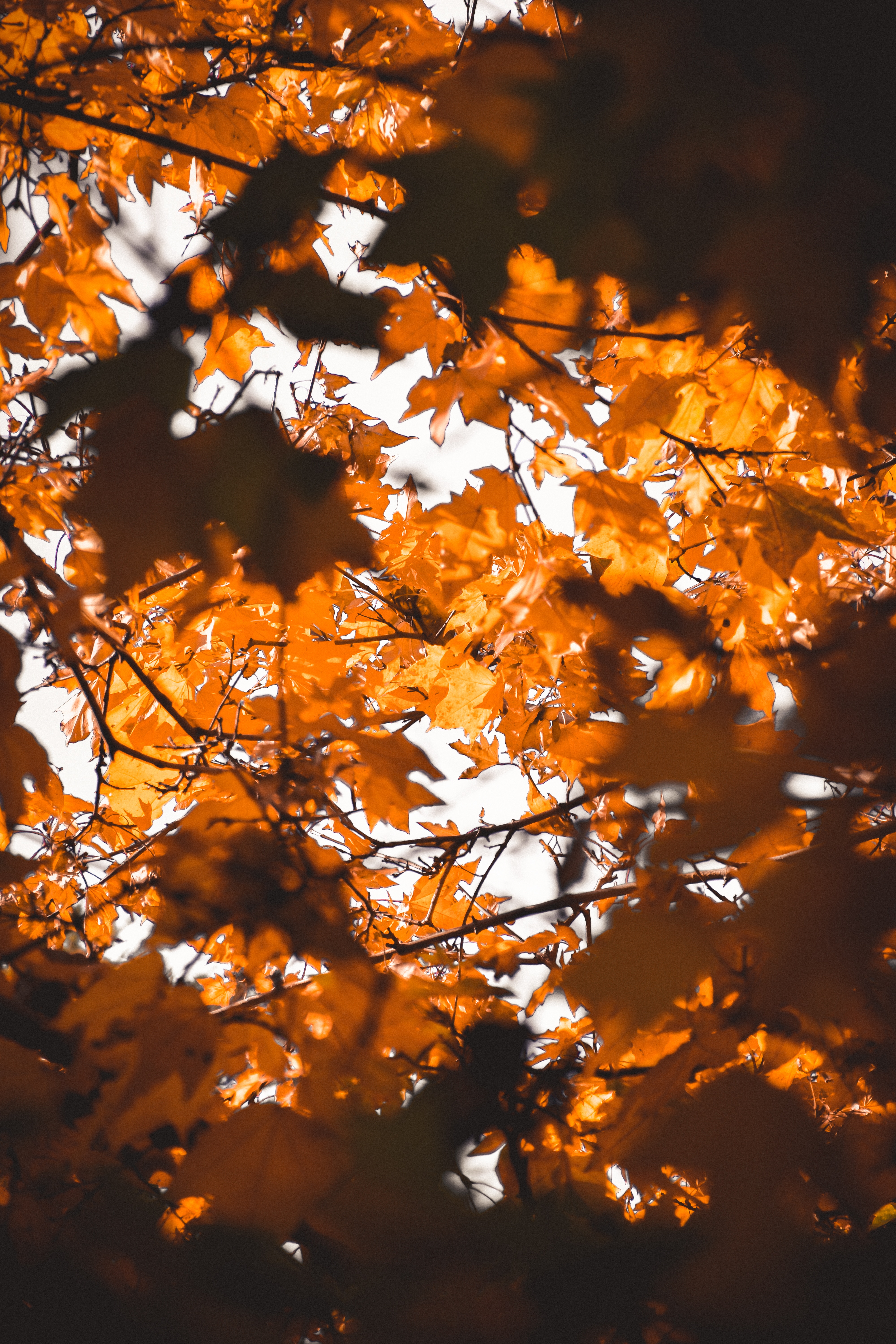 無料モバイル壁紙自然, 葉, ぼやけ, 滑らか, ブランチ, 枝, 秋をダウンロードします。