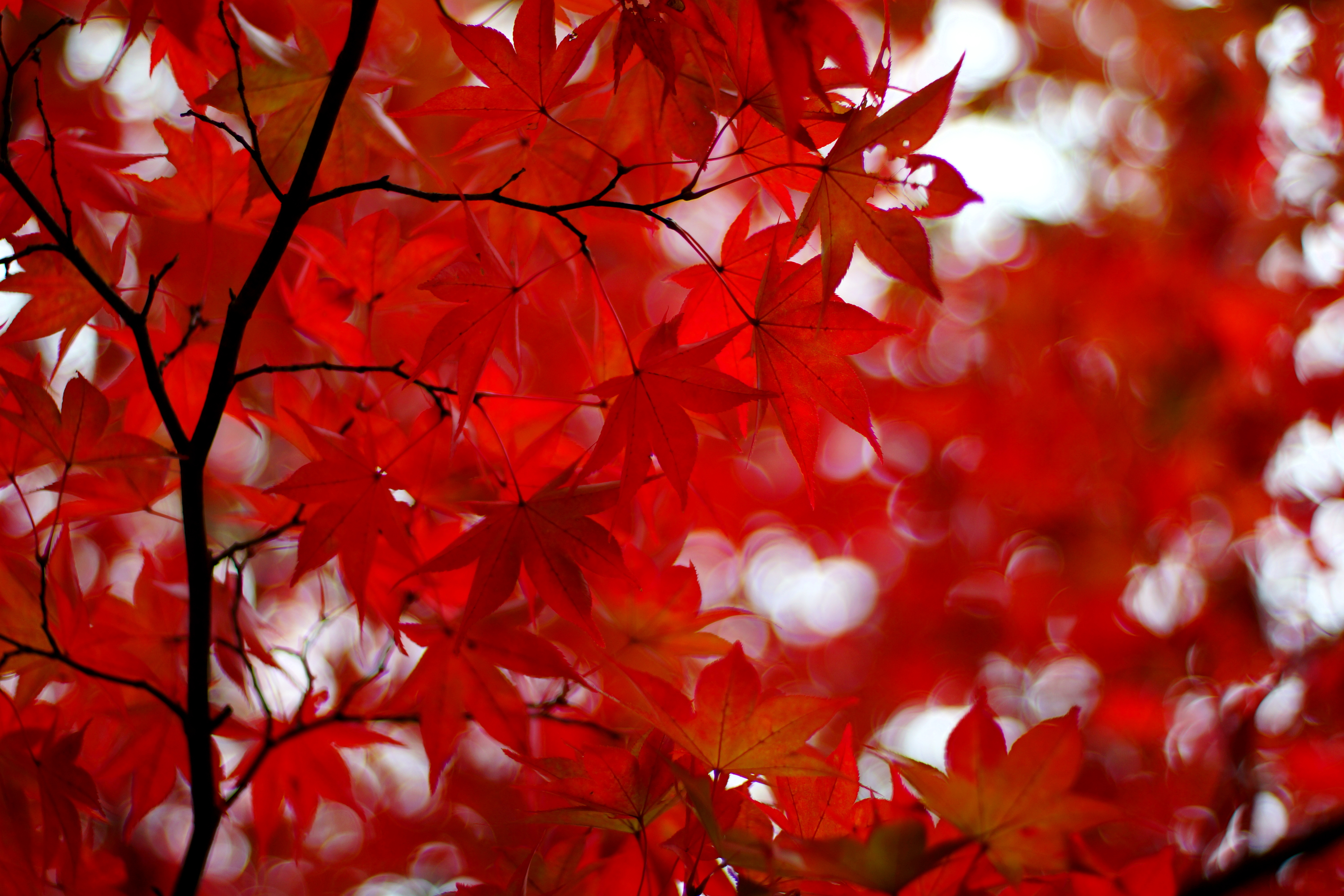 maple, branches, red, nature, leaves, glare, japanese maple