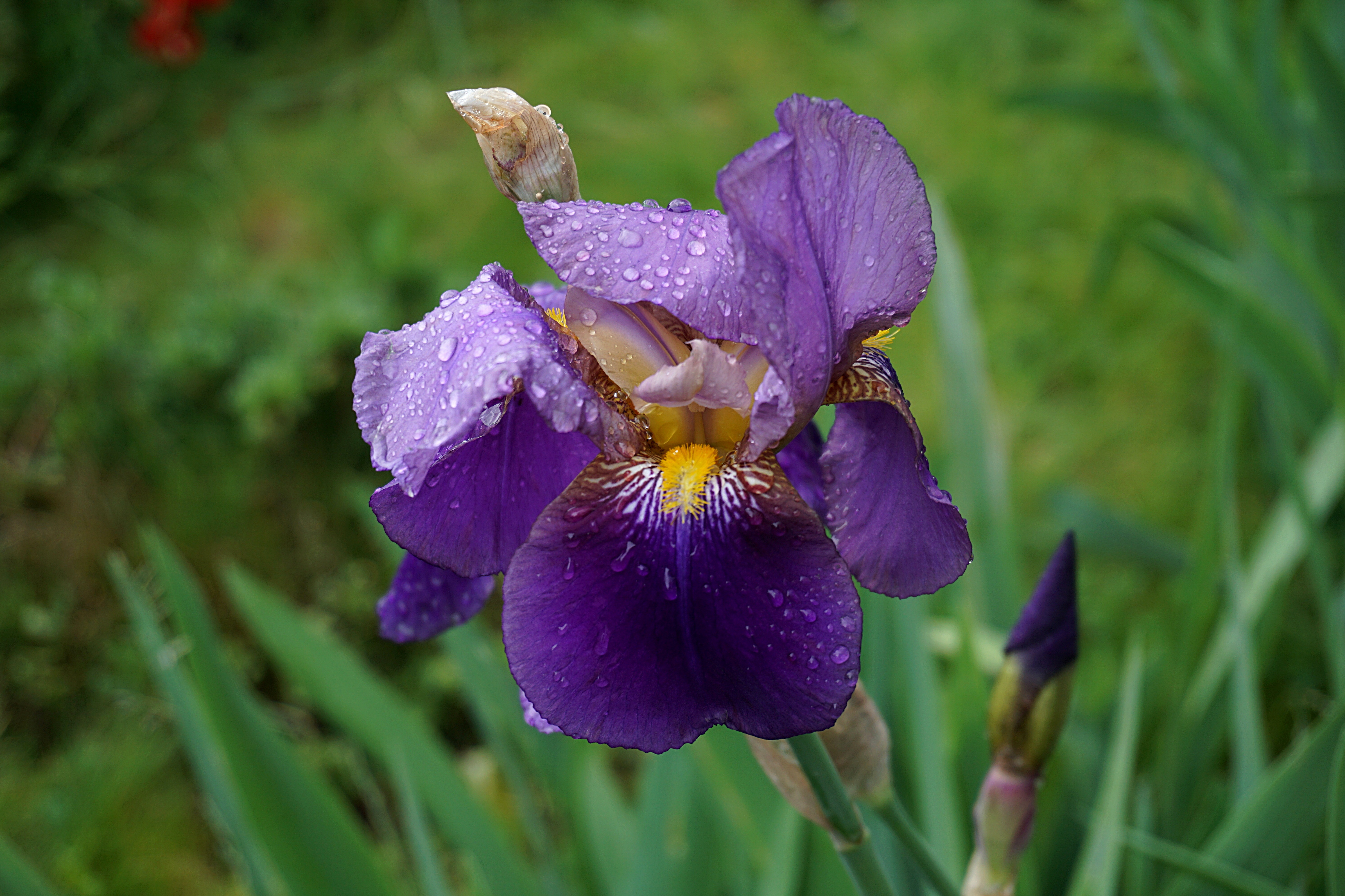 Téléchargez gratuitement l'image Fleurs, Iris, Fleur, Fleur Mauve, La Nature, Terre/nature, Goutte De Rosée sur le bureau de votre PC