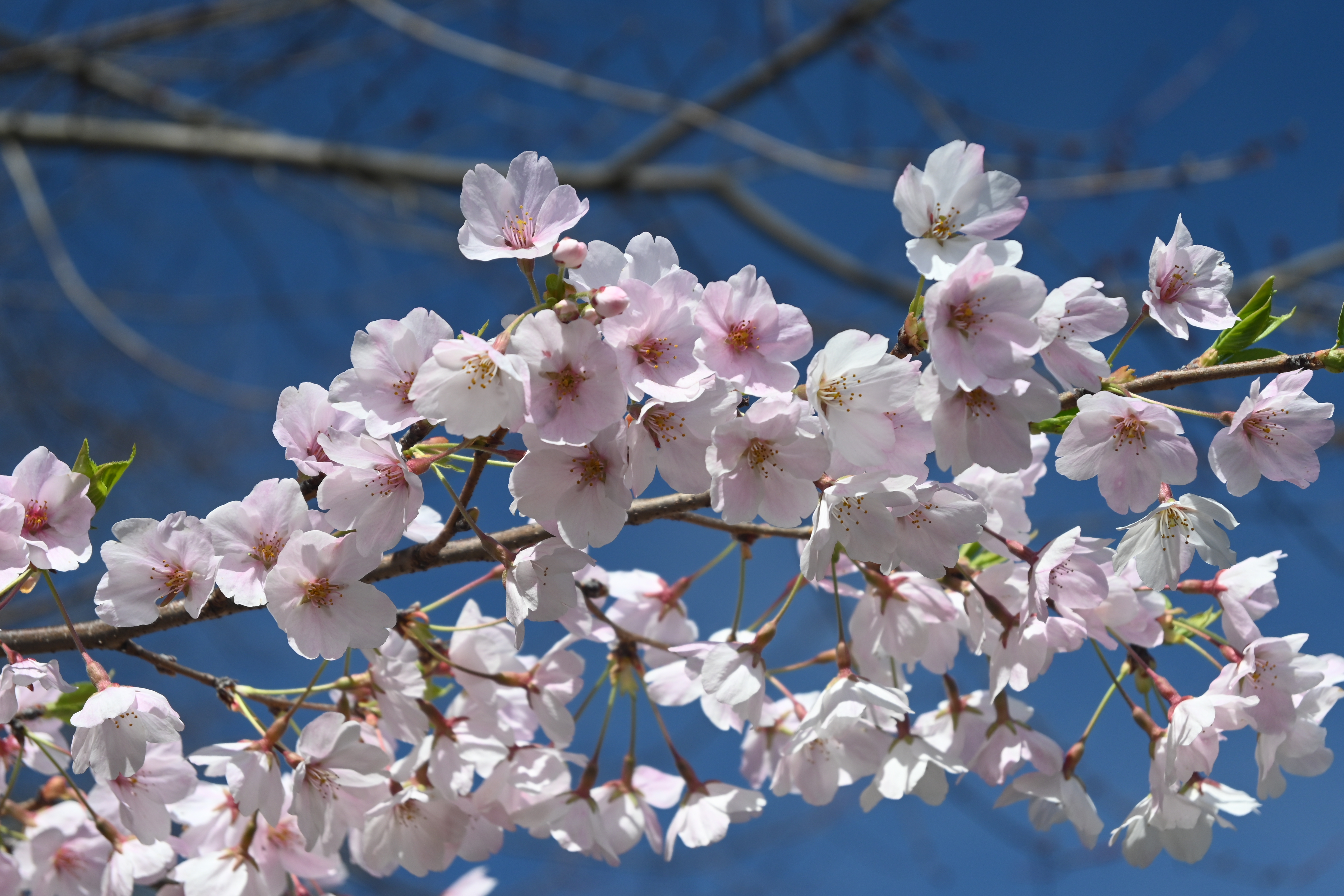 Téléchargez gratuitement l'image Pétales, Branche, Source, Fleurs, Printemps, Sakura sur le bureau de votre PC