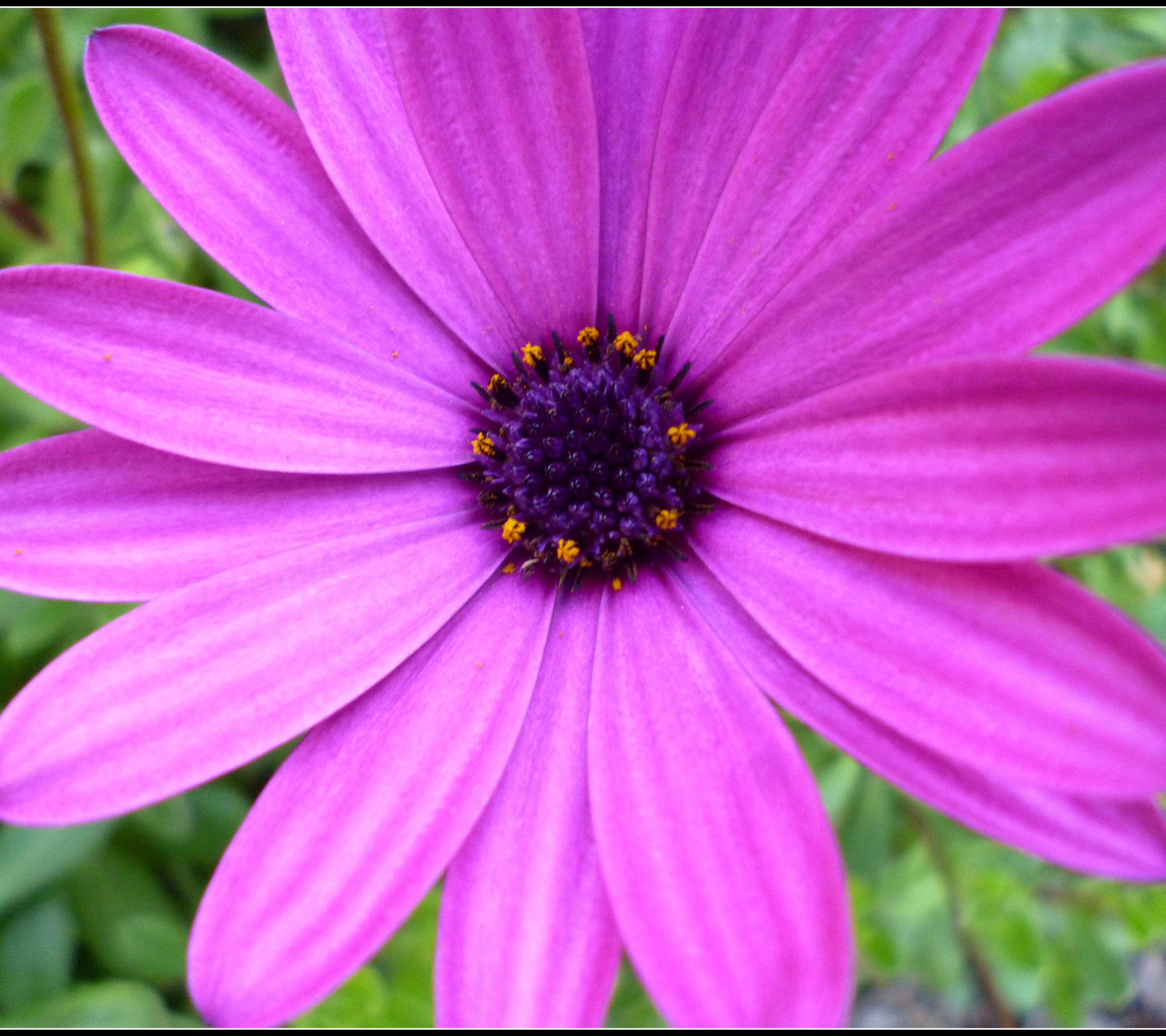 Laden Sie das Blume, Gänseblümchen, Erde/natur, Kapkörbchen-Bild kostenlos auf Ihren PC-Desktop herunter