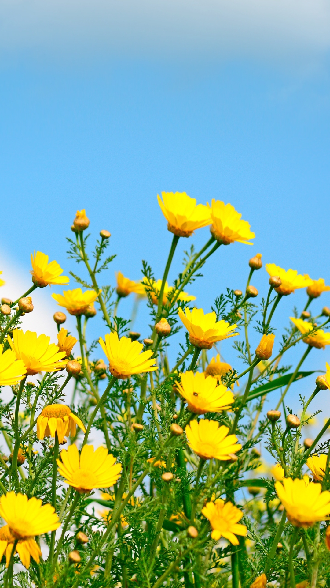 Скачати мобільні шпалери Квітка, Земля, Весна, Жовта Квітка, Польова Квітка, Флауерзи безкоштовно.