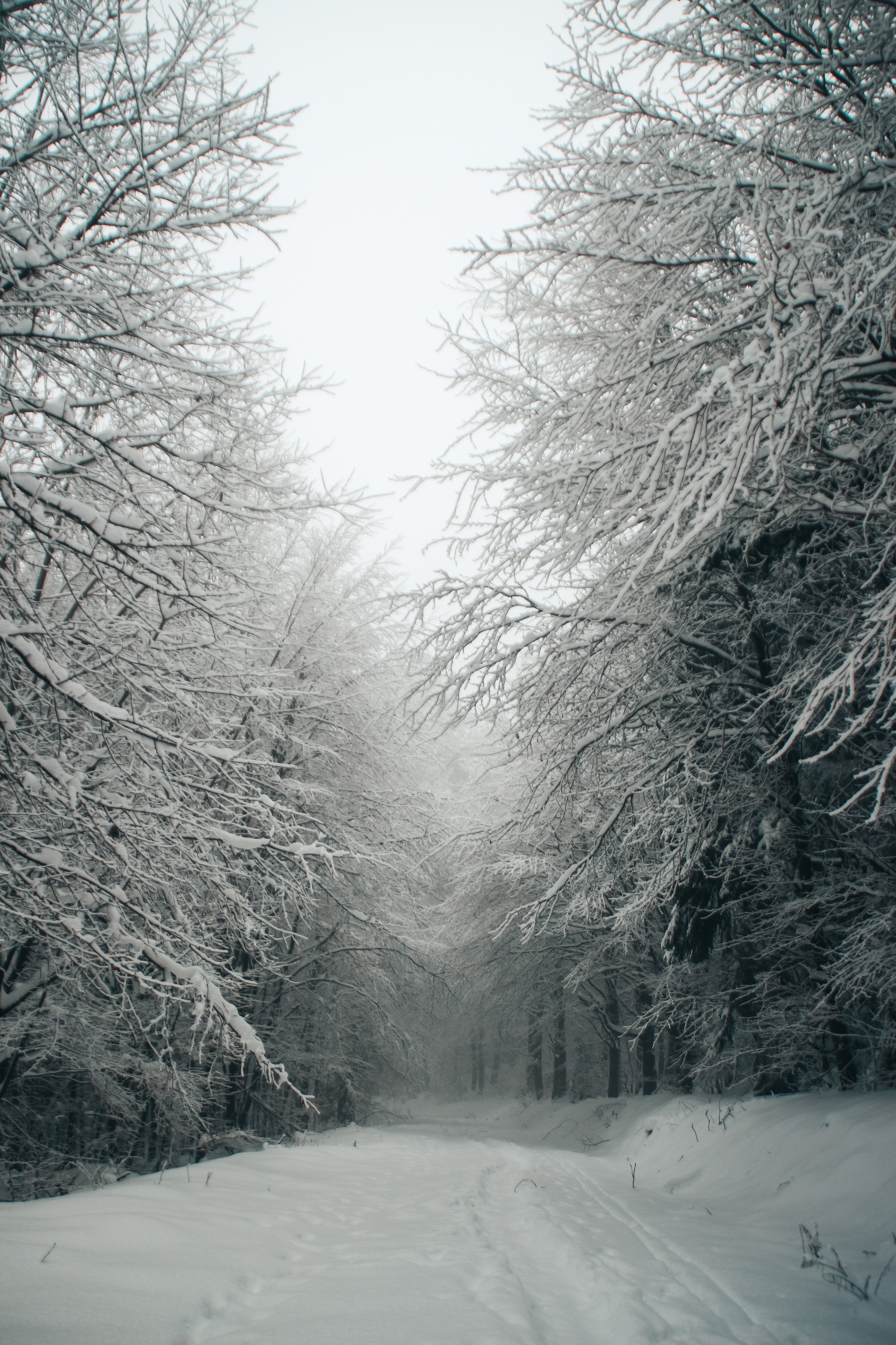 Download mobile wallpaper Snow, Path, Forest, Trees, Winter, Nature for free.