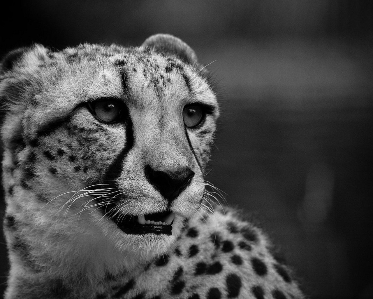 Download mobile wallpaper Animals, Cheetah for free.
