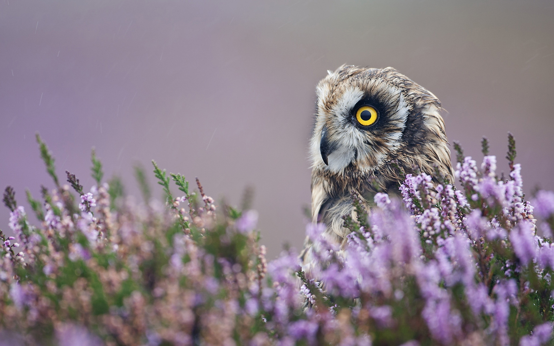 Descarga gratuita de fondo de pantalla para móvil de Búho, Aves, Animales.