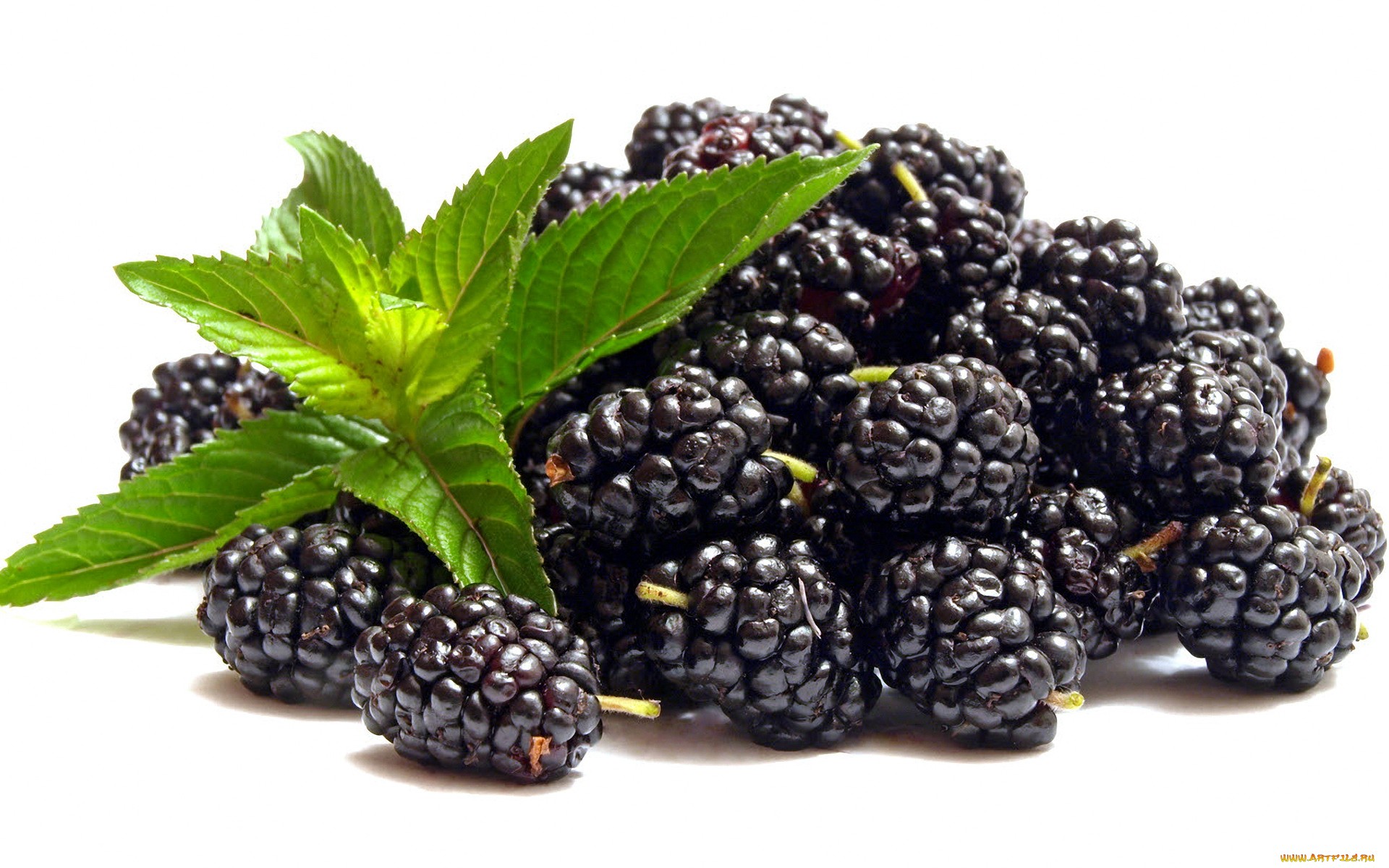 blackberry, food