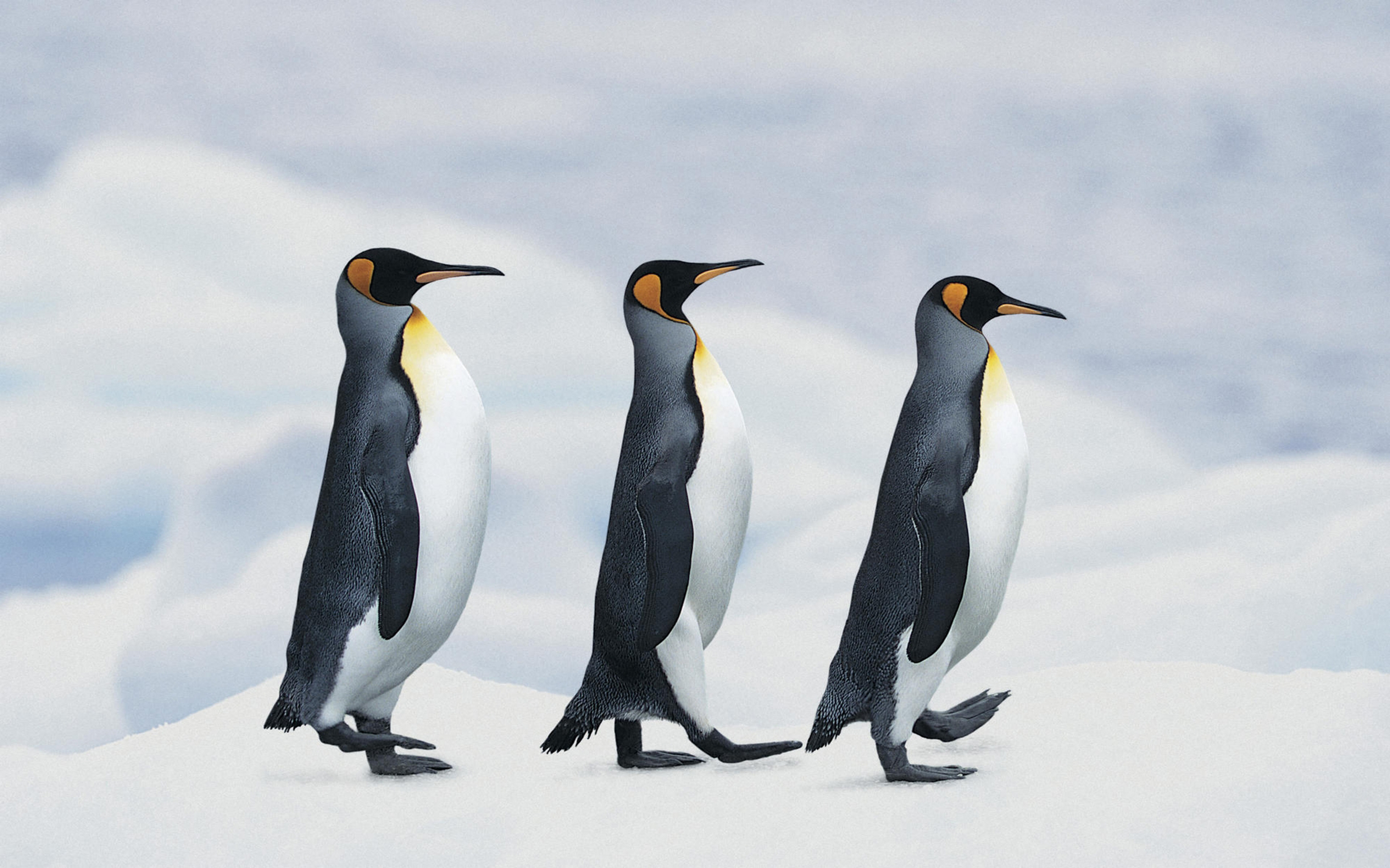 Free download wallpaper Animal, Penguin on your PC desktop