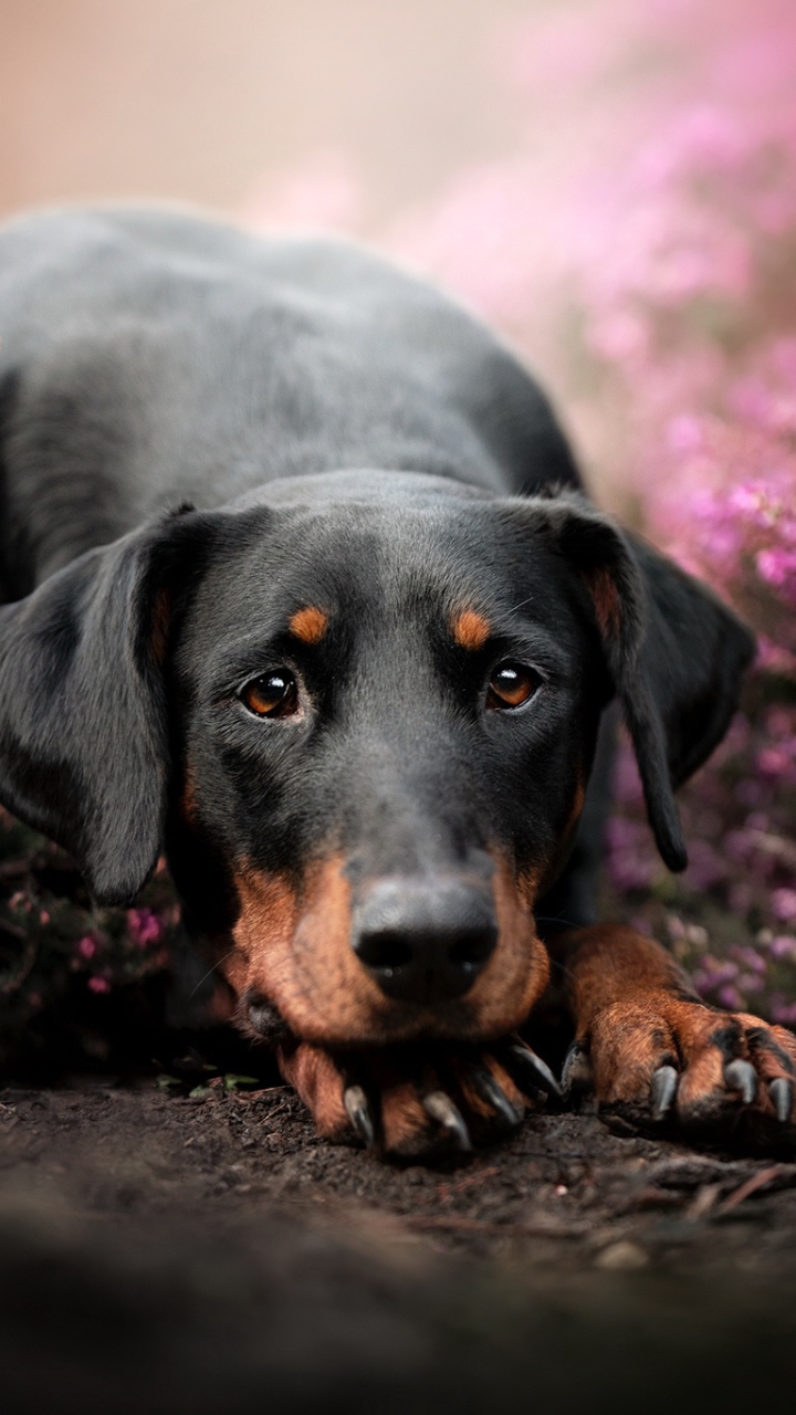 Descarga gratuita de fondo de pantalla para móvil de Animales, Perros, Perro, Cachorro, Bebe Animal.