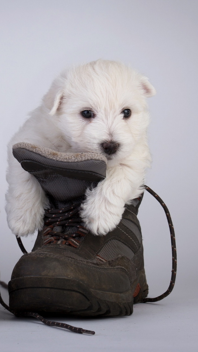 Handy-Wallpaper Tiere, Hunde, Welpen kostenlos herunterladen.