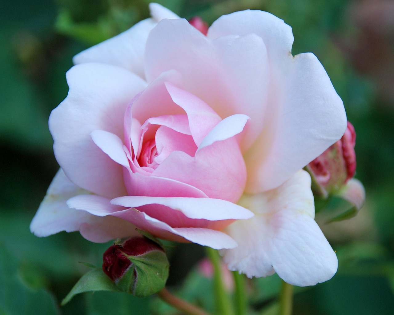 Скачати мобільні шпалери Квітка, Роза, Земля, Рожева Троянда безкоштовно.