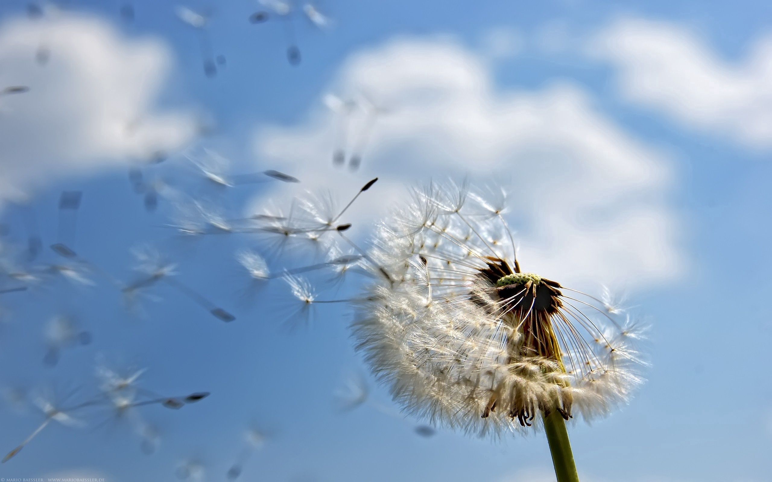 HD Dandelion Android Images