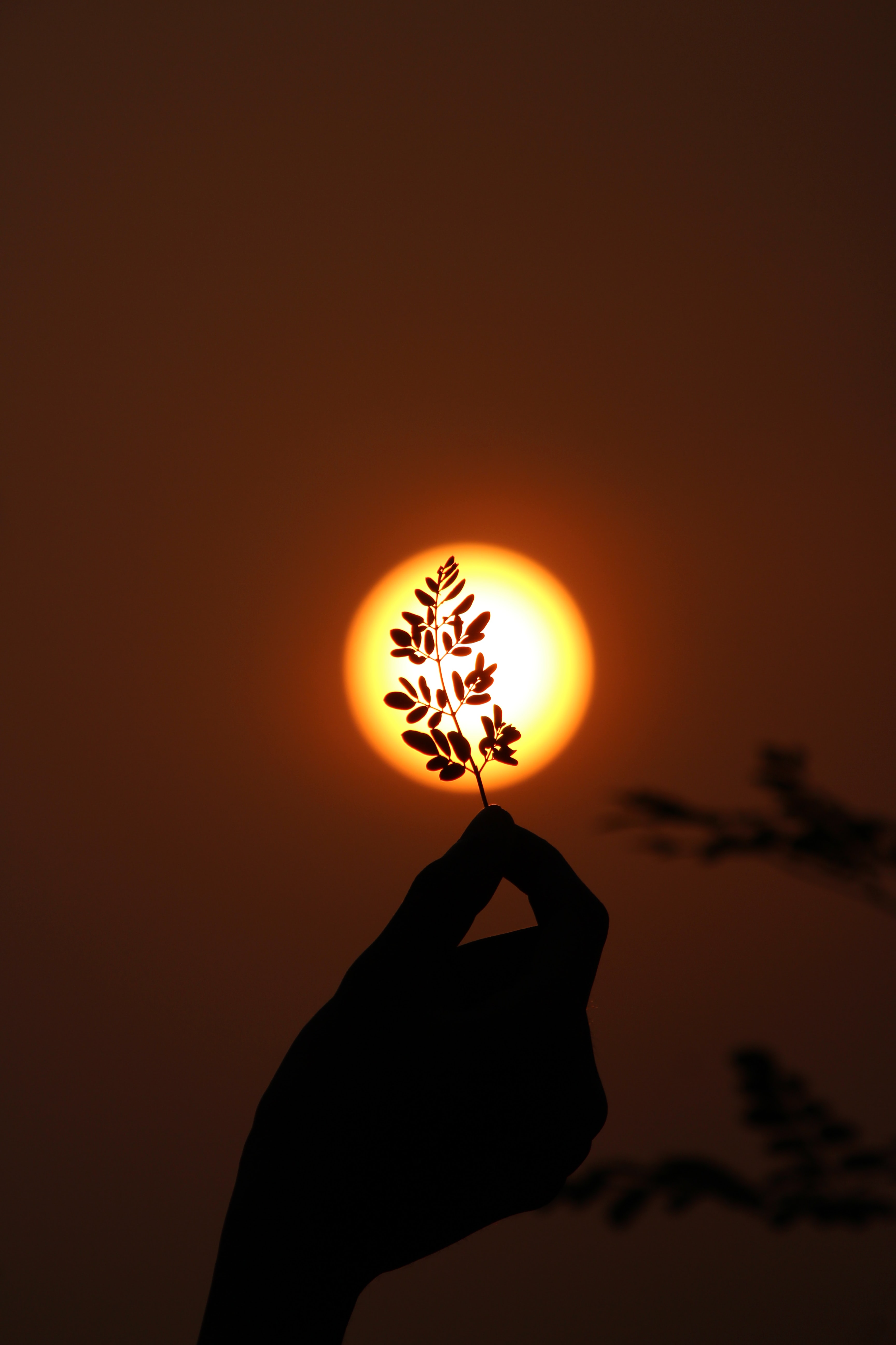 sun, branch, hand, dark, sunset