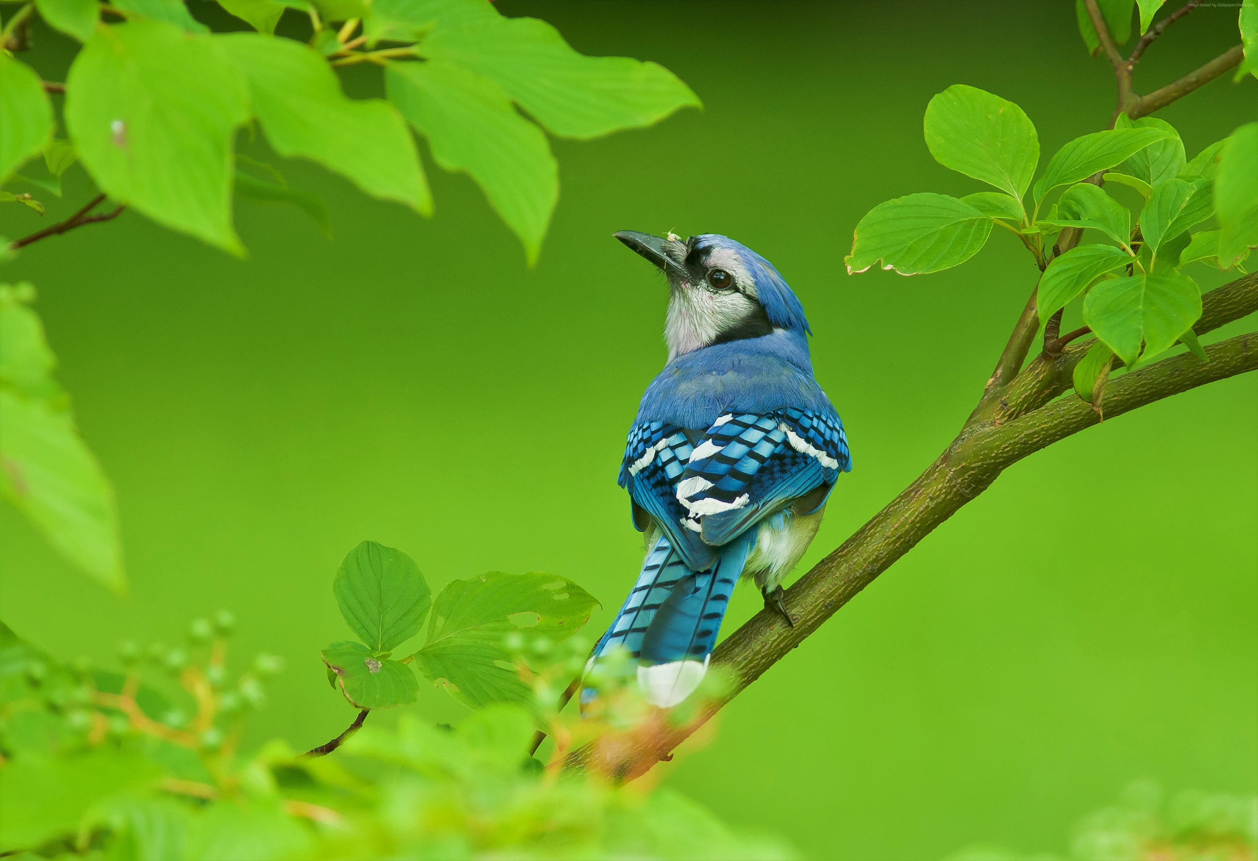 424133 descargar fondo de pantalla animales, arrendajo azul, ave, rama, verde, hoja, aves: protectores de pantalla e imágenes gratis