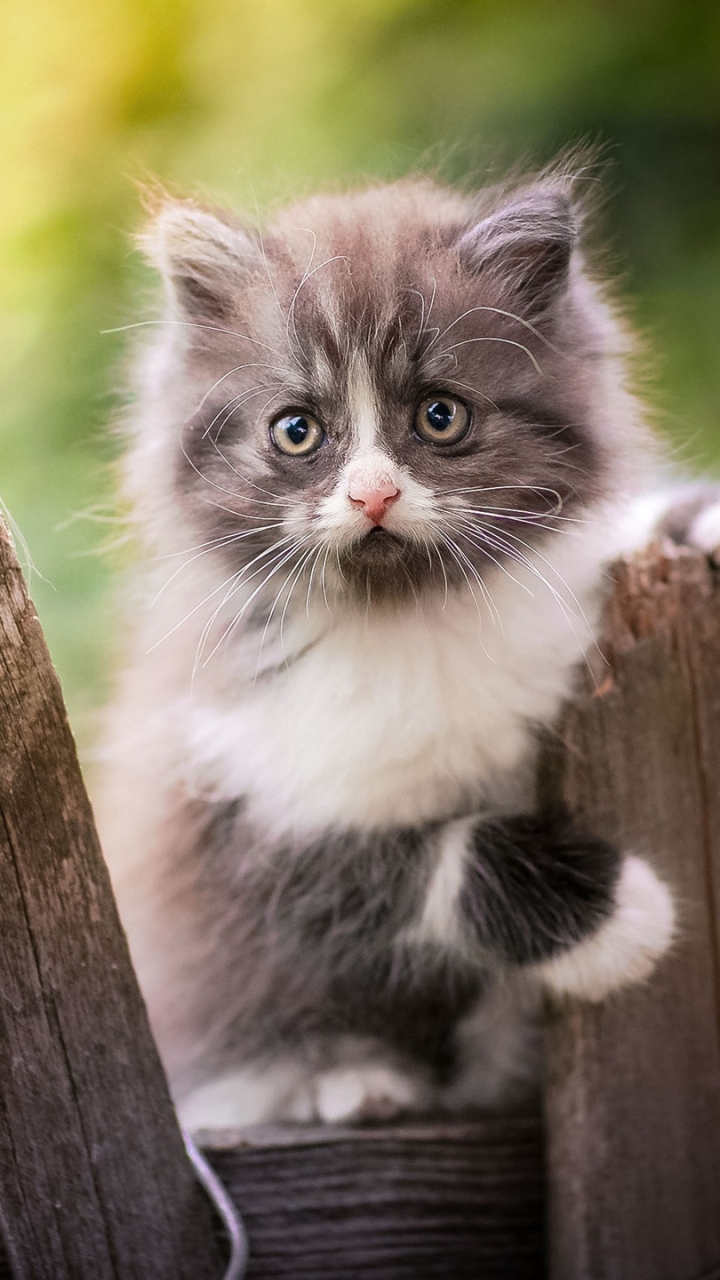 Download mobile wallpaper Cats, Cat, Kitten, Animal, Baby Animal for free.