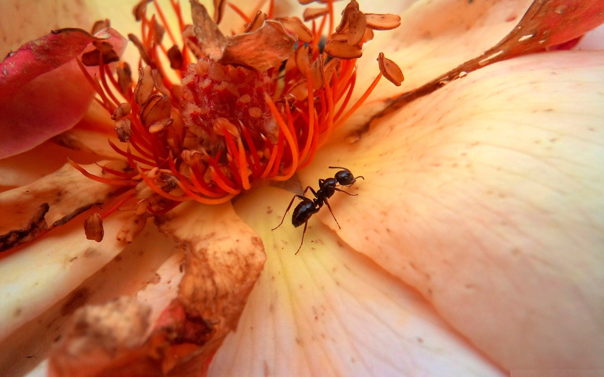 macro, flower, petals, insect, crawl for android