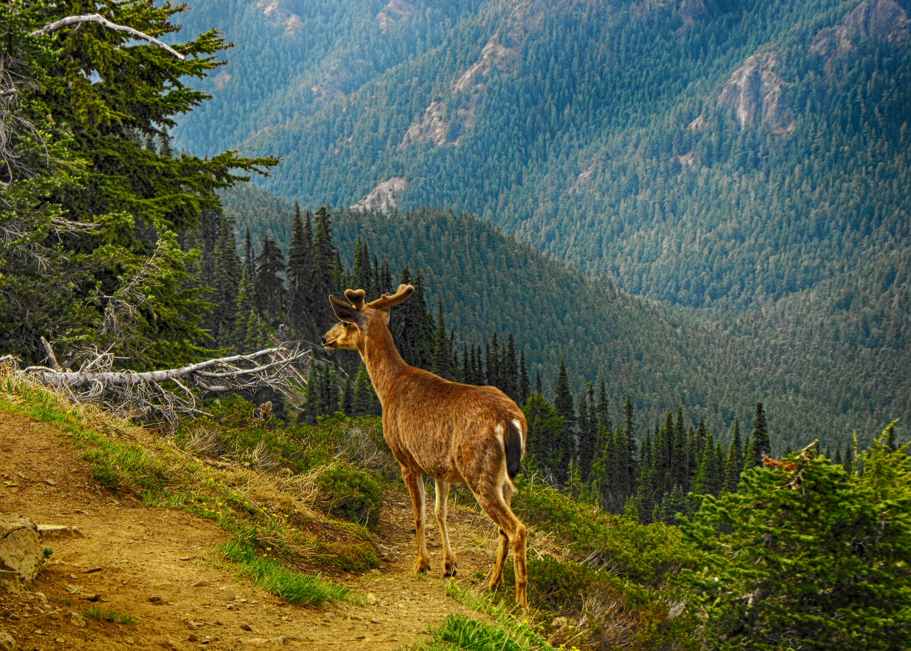 Free download wallpaper Animals, Trees, Grass, Mountains, Forest, Deer on your PC desktop