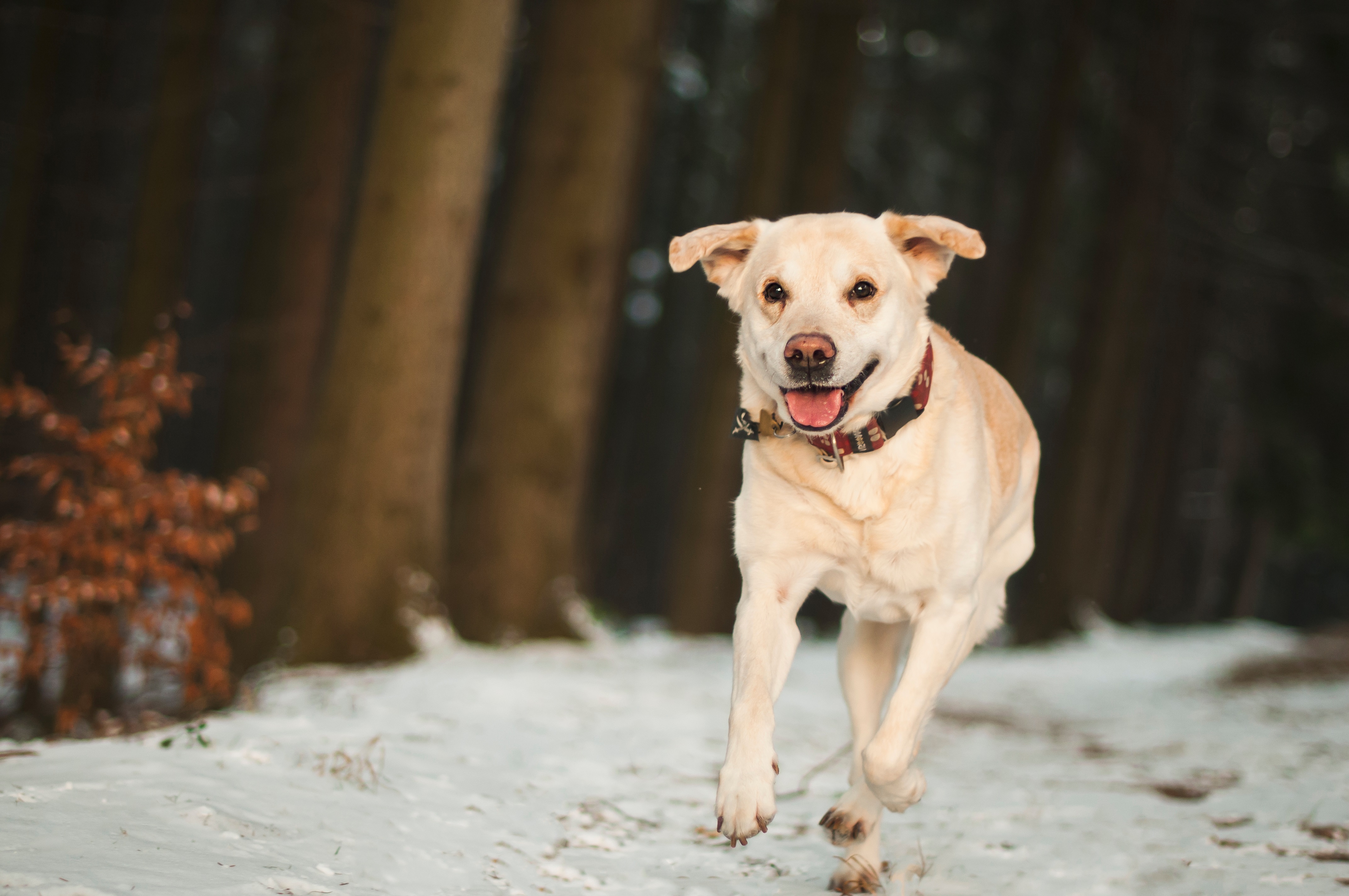 Baixar papel de parede para celular de Animais, Neve, Fugir, Correr, Labrador, Cão gratuito.