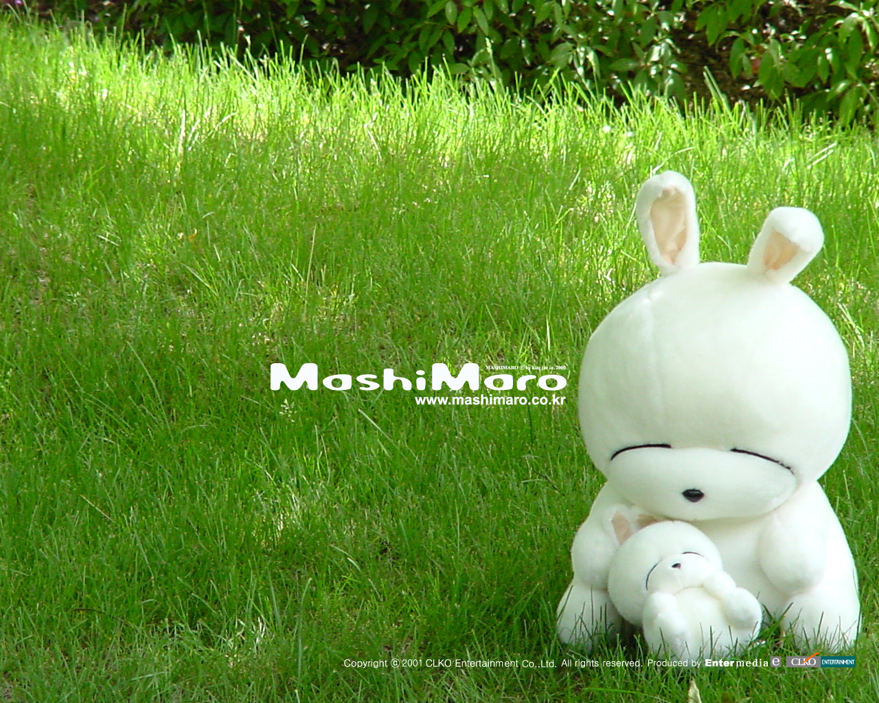 Laden Sie Mashimaro HD-Desktop-Hintergründe herunter