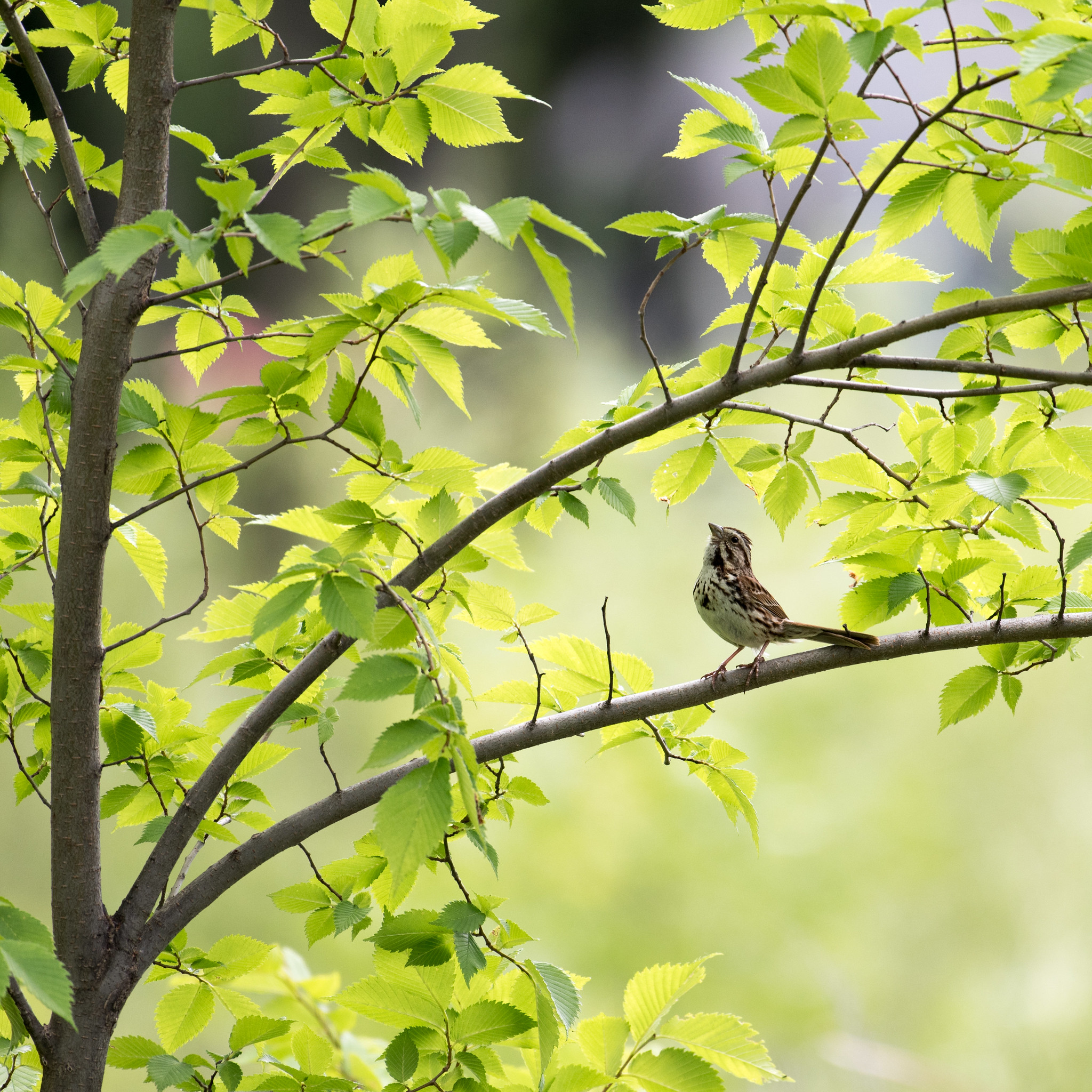 sparrow, animals, leaves, bird, branch