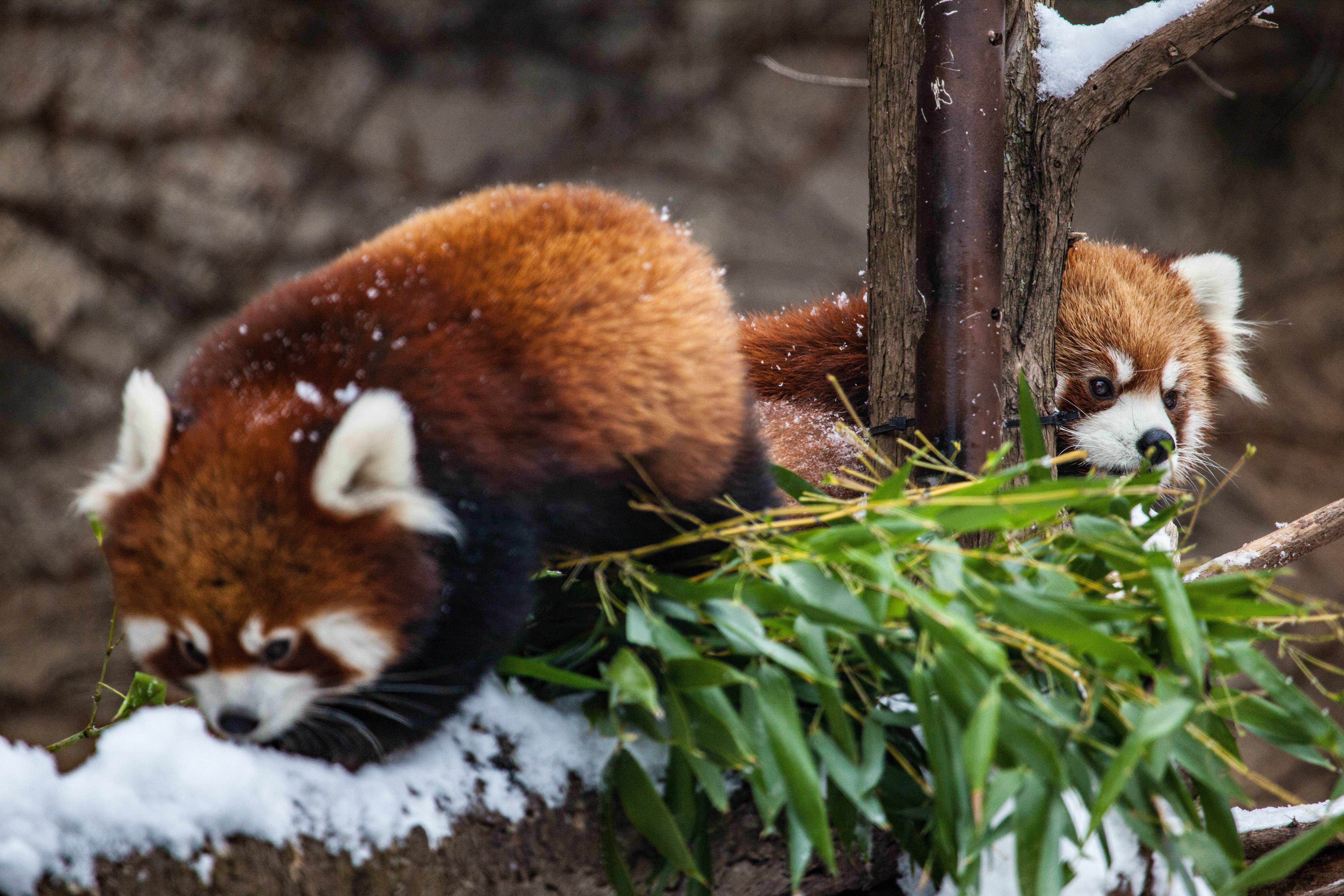 Descarga gratuita de fondo de pantalla para móvil de Animales, Chicago, Panda Rojo, Zoo.