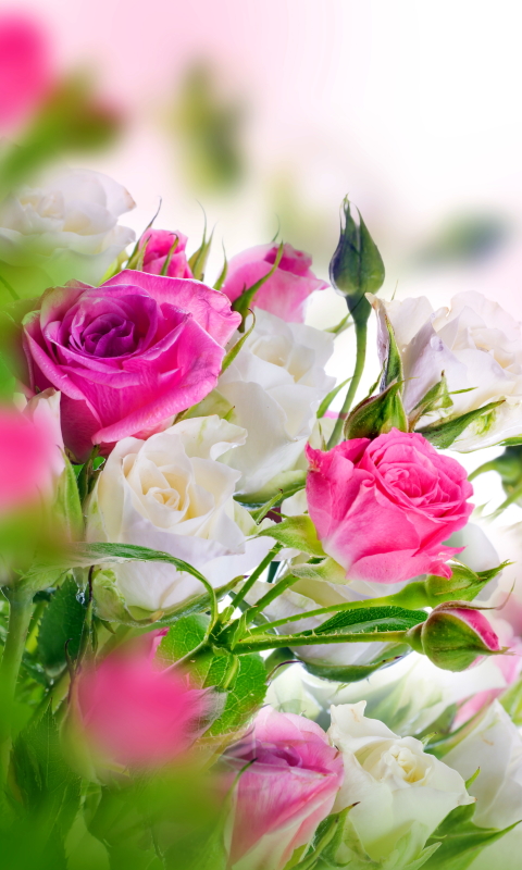 Download mobile wallpaper Nature, Flowers, Flower, Rose, Earth, White Flower, Pink Flower for free.