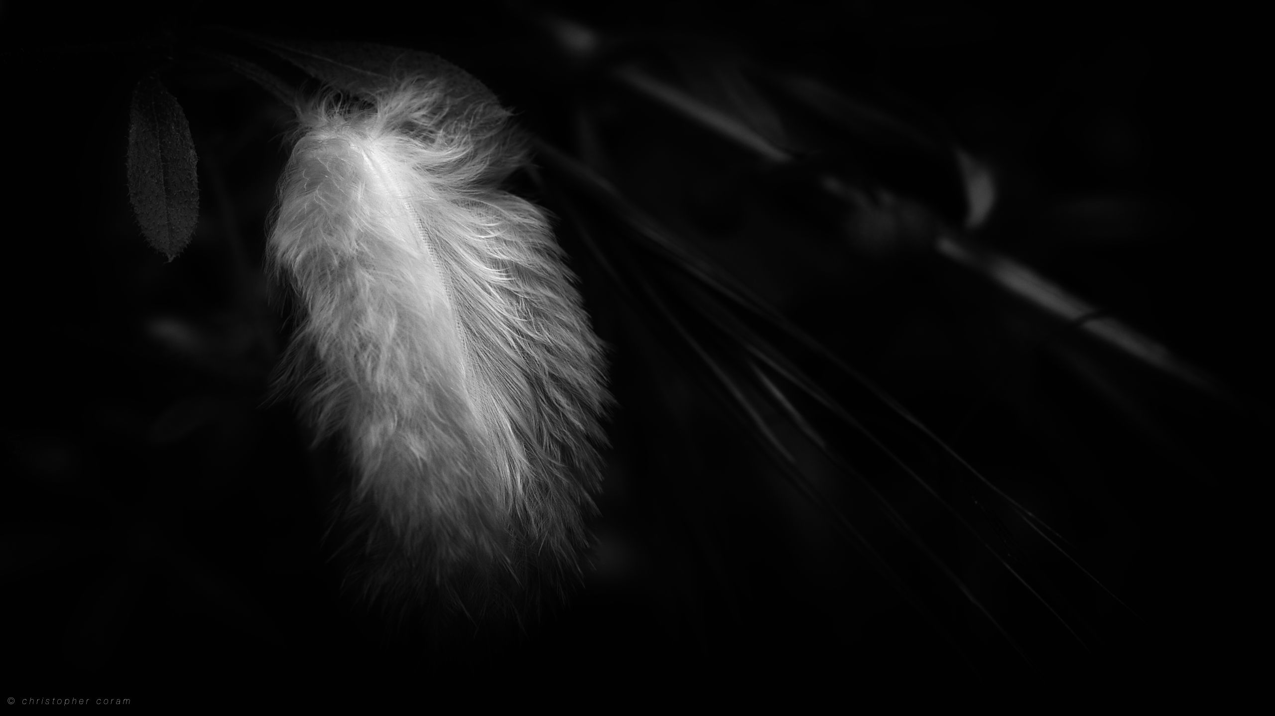 Download mobile wallpaper Feather, Photography, Black & White for free.