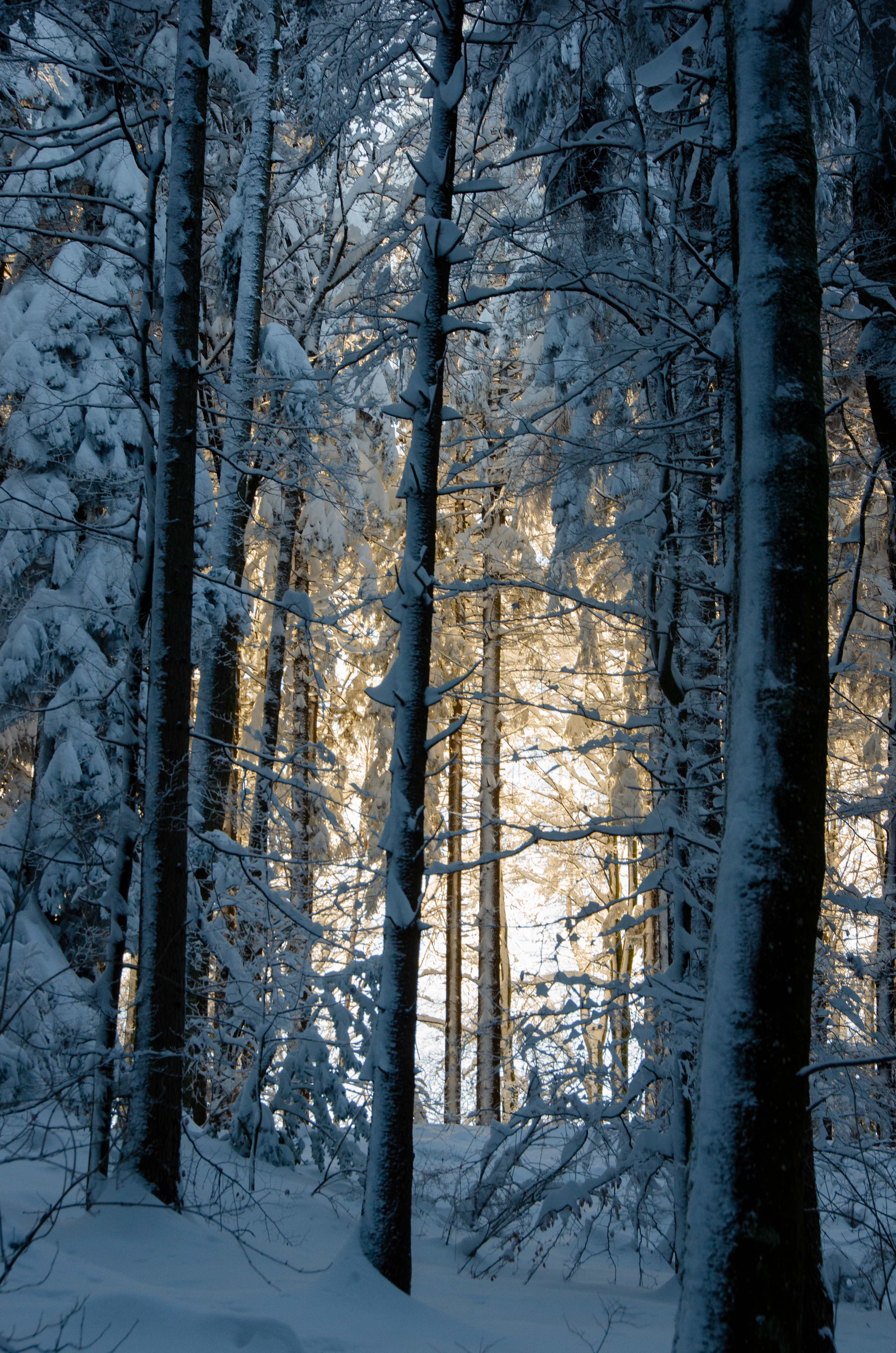 Baixar papel de parede para celular de Árvores, Floresta, Neve, Inverno, Natureza gratuito.