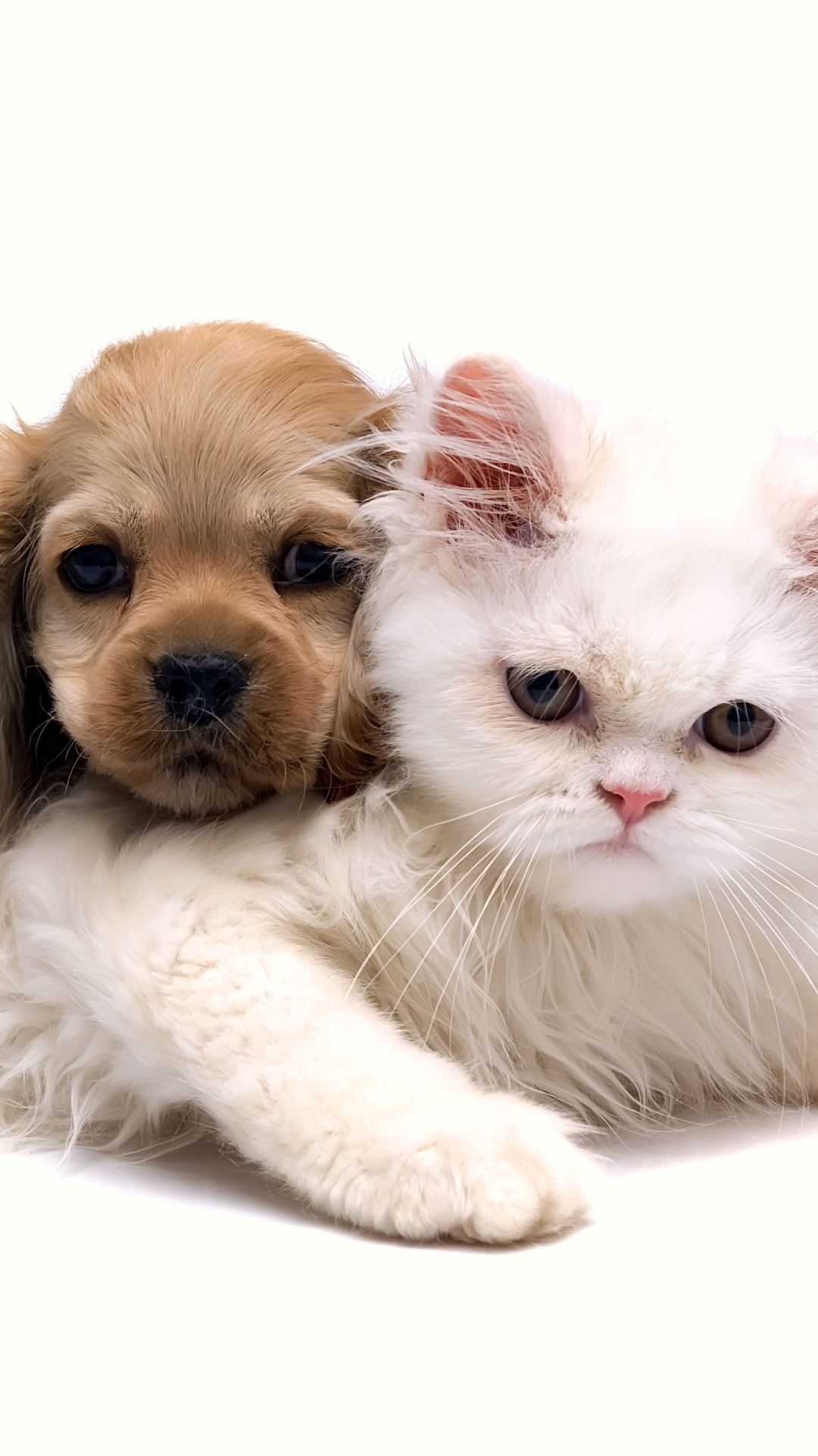 無料モバイル壁紙動物, ネコ, 子猫, 犬, 子犬, キャット＆ドッグをダウンロードします。