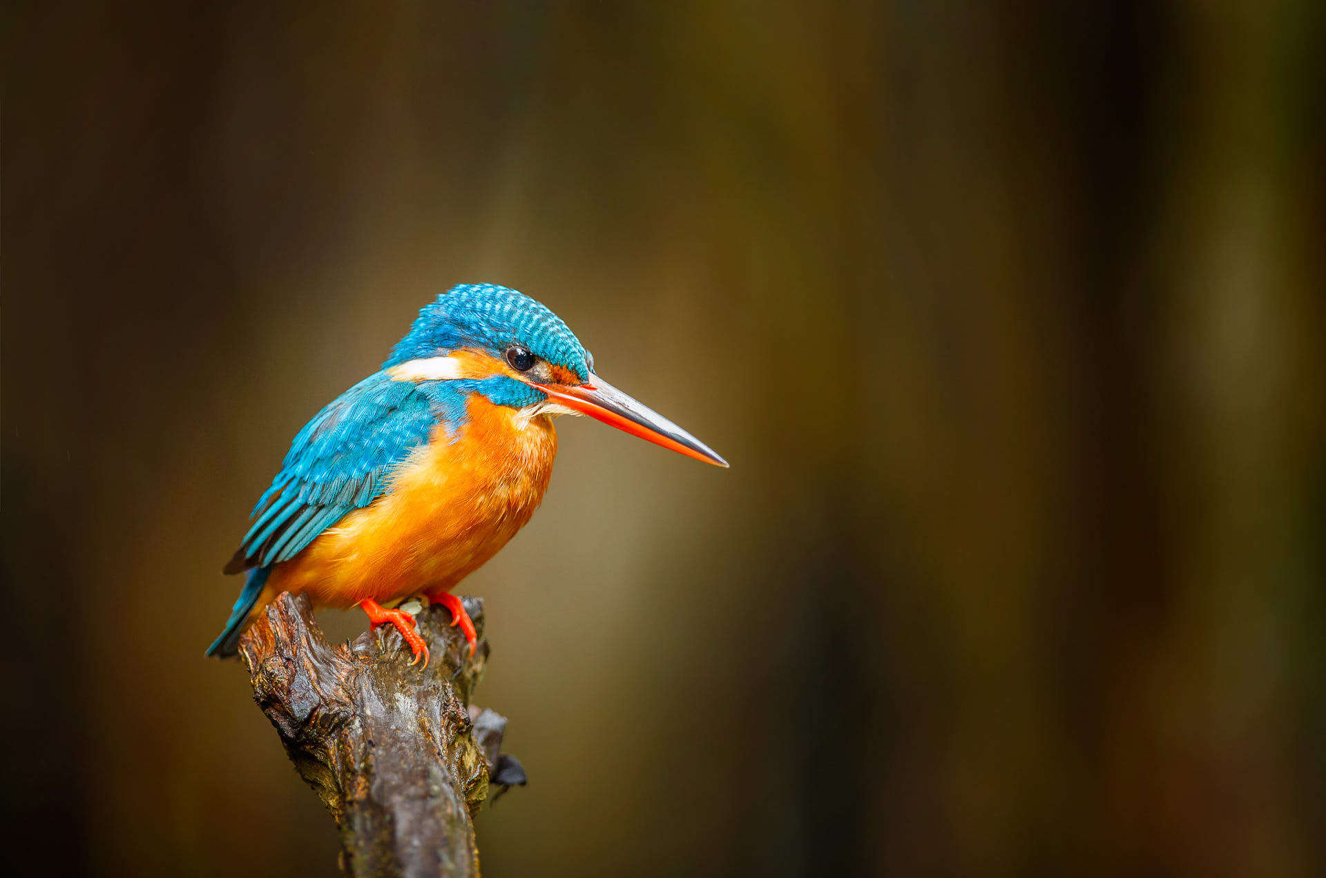 Téléchargez des papiers peints mobile Animaux, Oiseau, Martin Pêcheur, Des Oiseaux gratuitement.