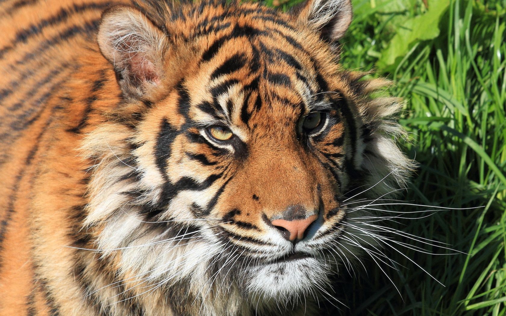 Free download wallpaper Animals, Muzzle, Striped, Predator, Tiger, Big Cat on your PC desktop