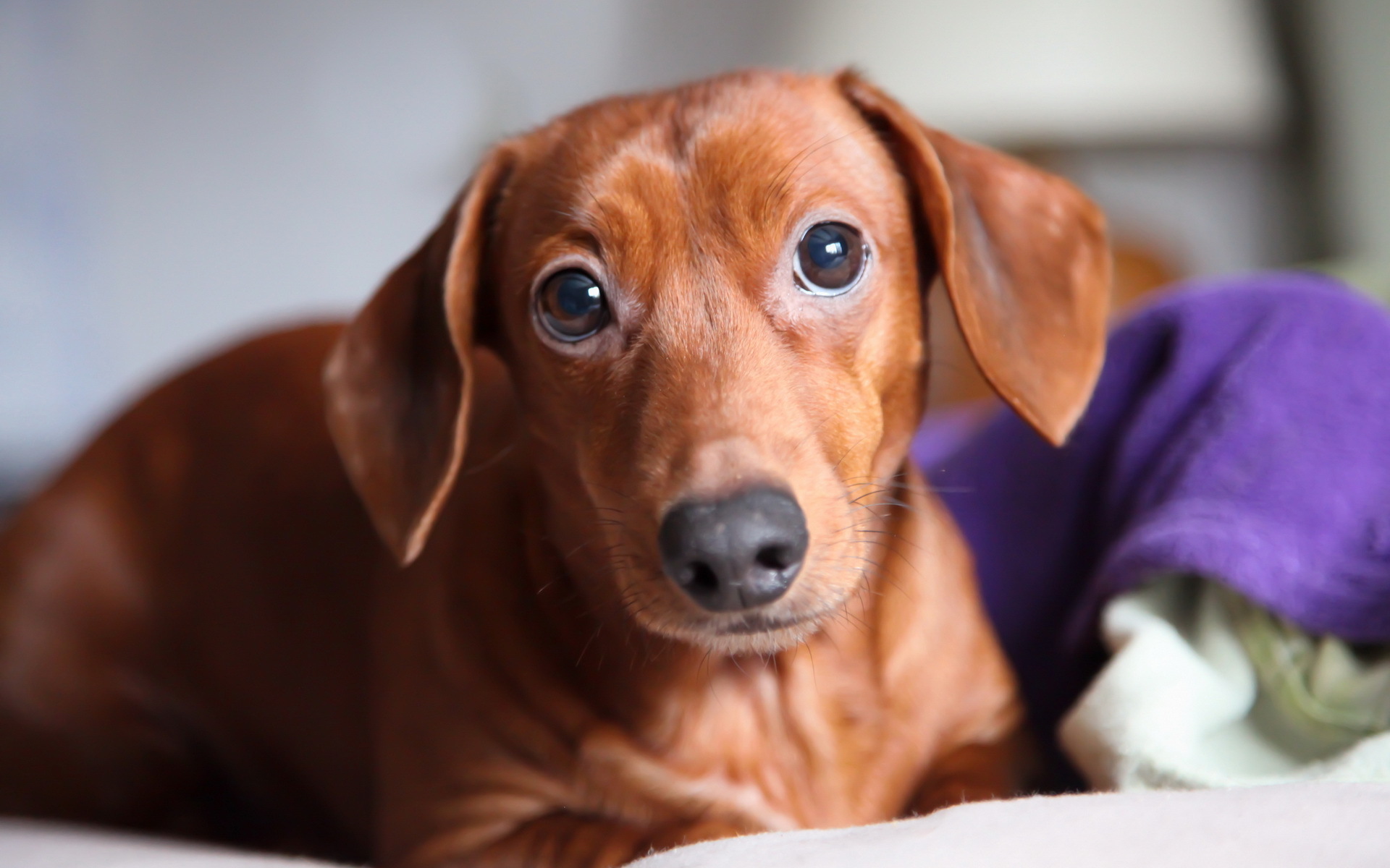 無料モバイル壁紙犬, 動物をダウンロードします。