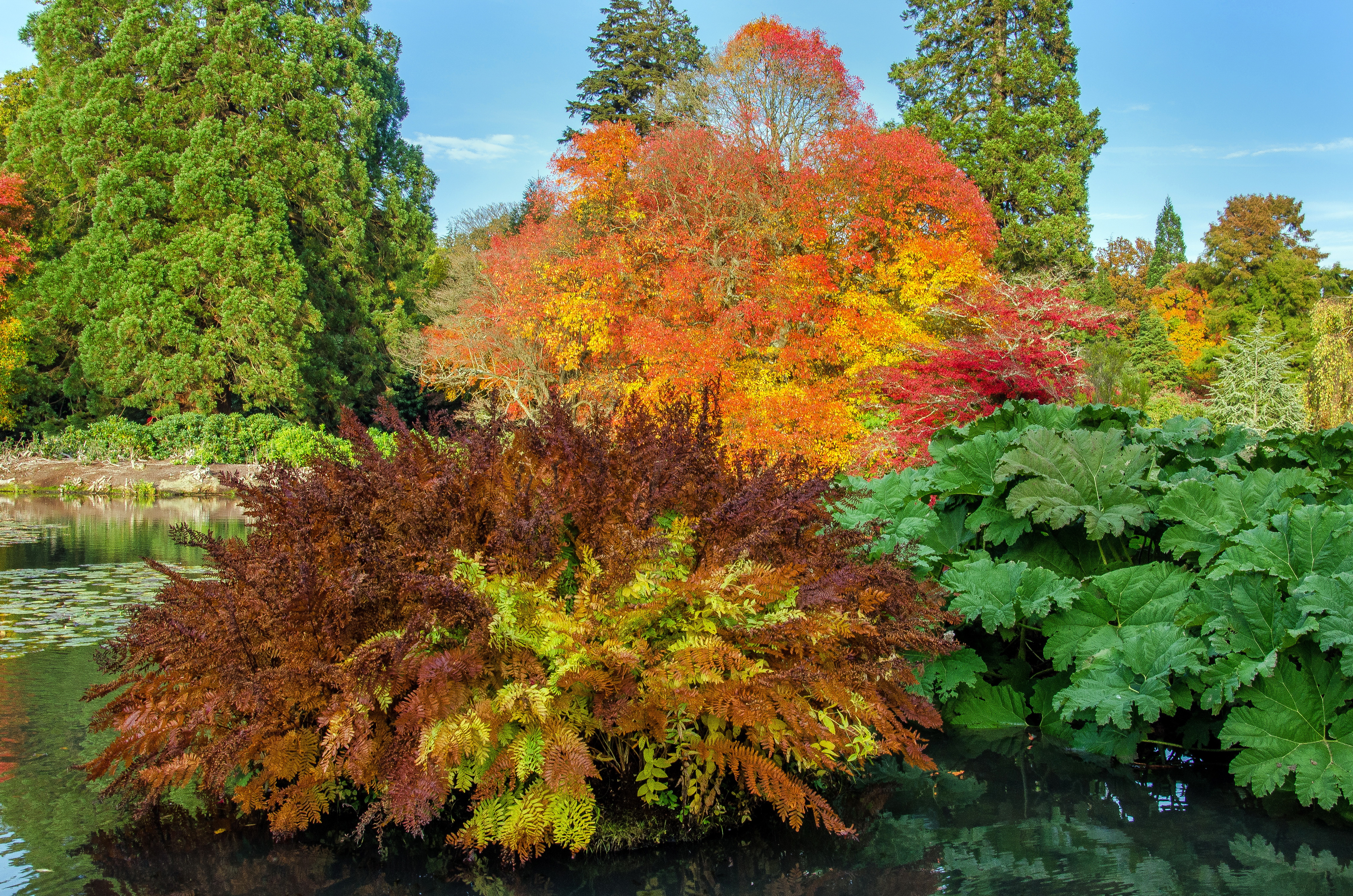 Baixe gratuitamente a imagem Outono, Árvore, Jardim, Feito Pelo Homem na área de trabalho do seu PC