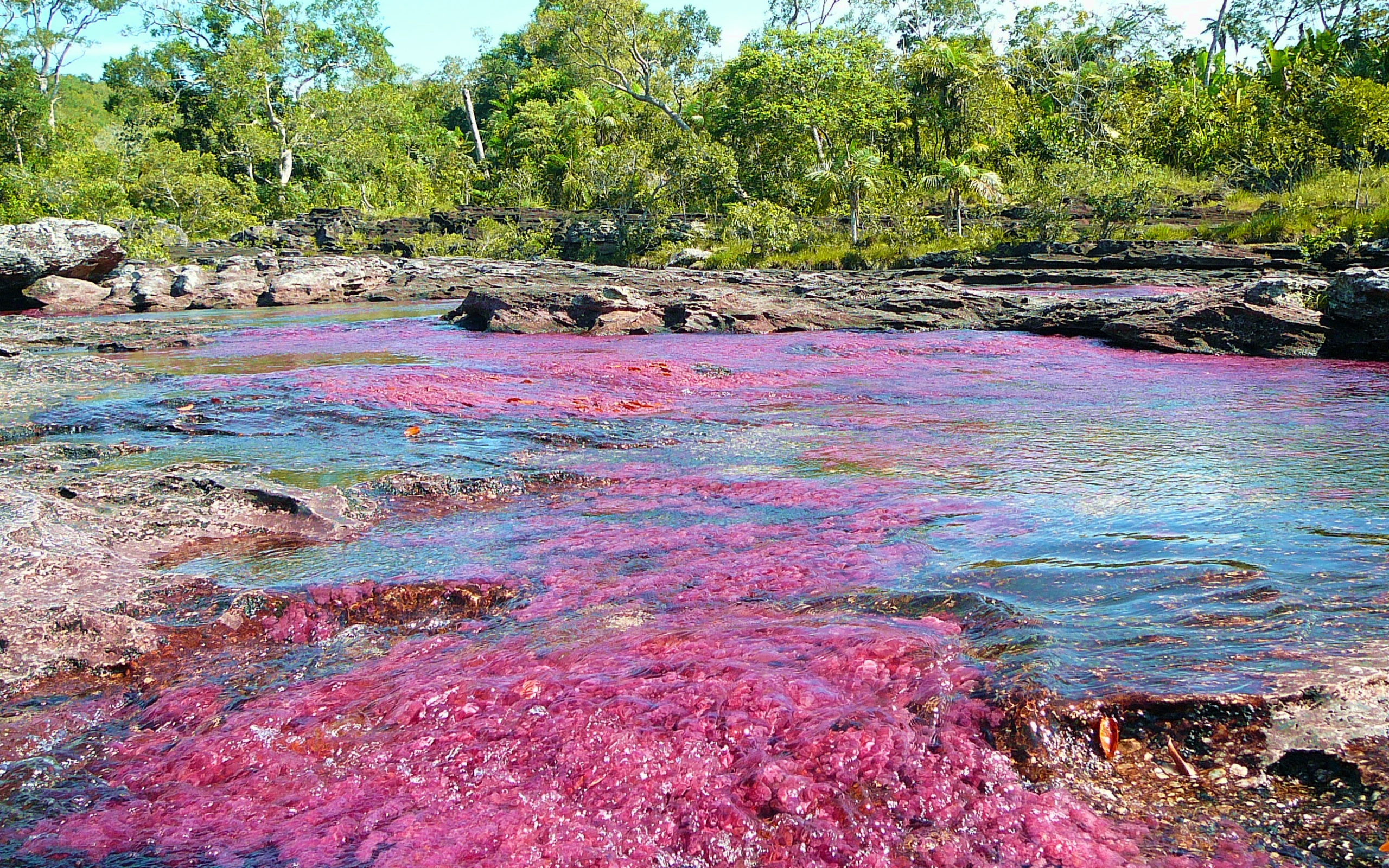 642368 descargar imagen caño cristales, tierra/naturaleza: fondos de pantalla y protectores de pantalla gratis