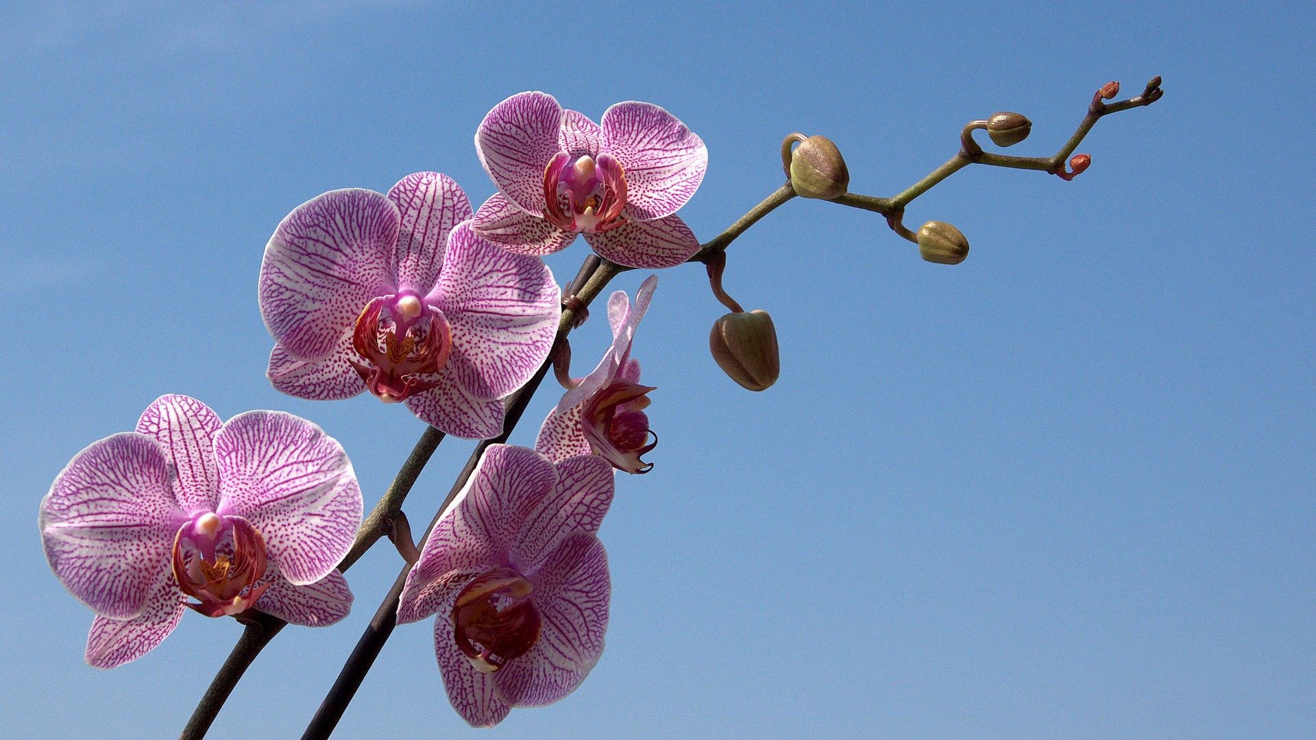85723 скачать картинку орхидея, небо, цветы, ветка, полосатый - обои и заставки бесплатно