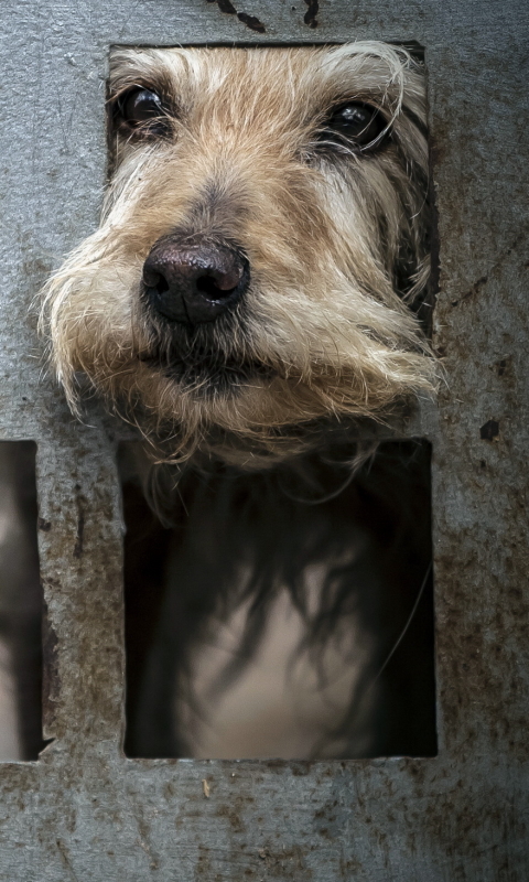 Download mobile wallpaper Dogs, Dog, Muzzle, Animal for free.