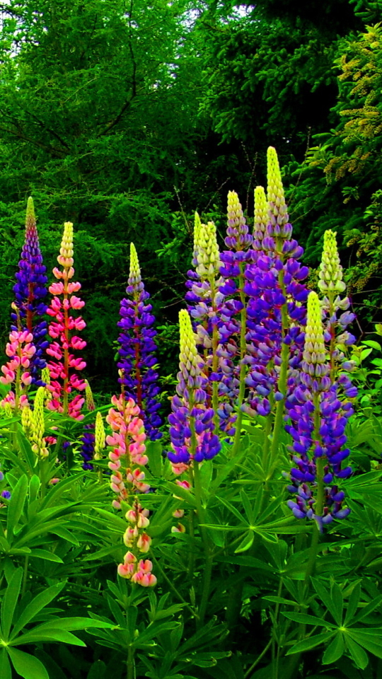 Download mobile wallpaper Flower, Earth, Lupine, Purple Flower, Pink Flower for free.