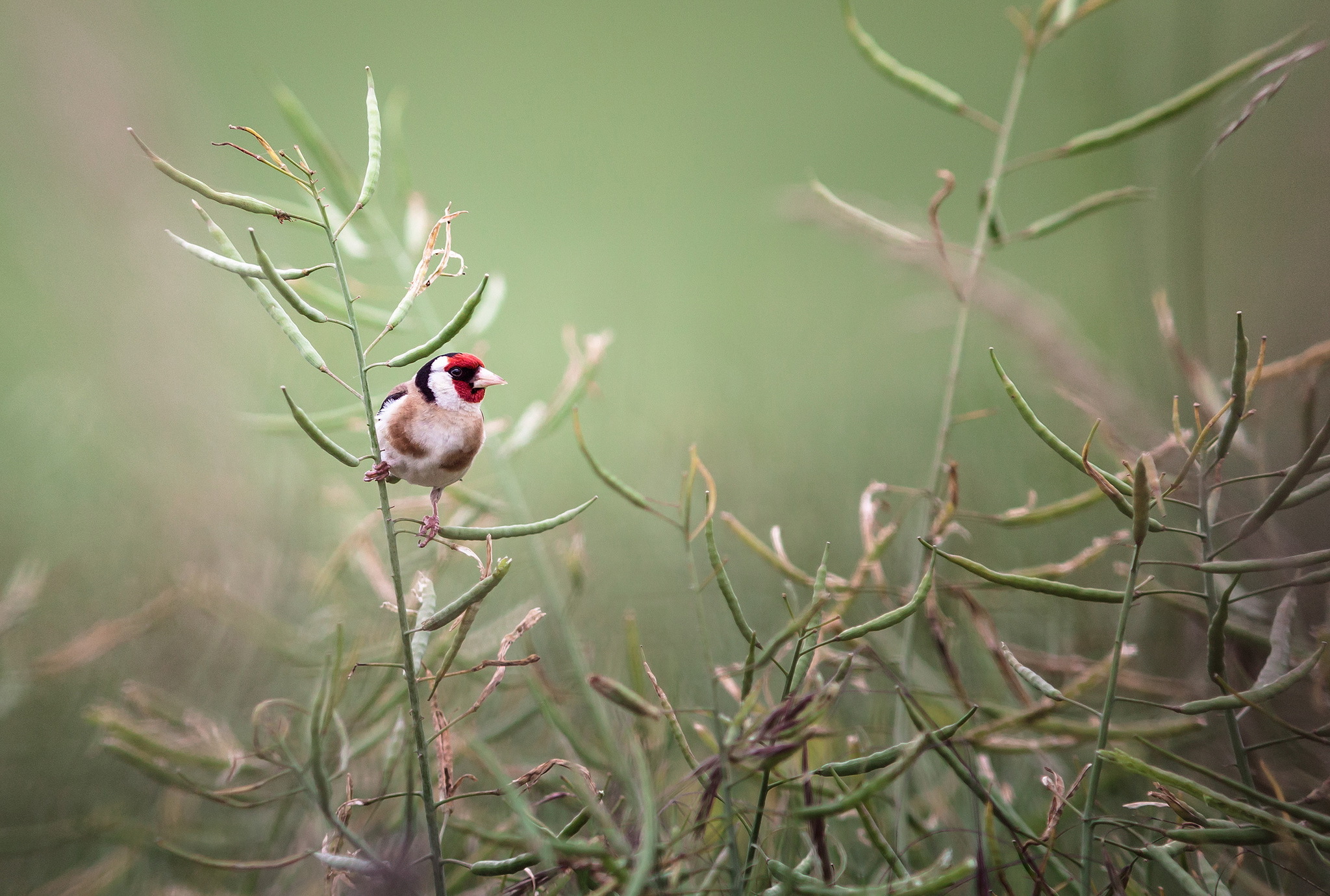 Téléchargez des papiers peints mobile Oiseau, Des Oiseaux, Animaux gratuitement.